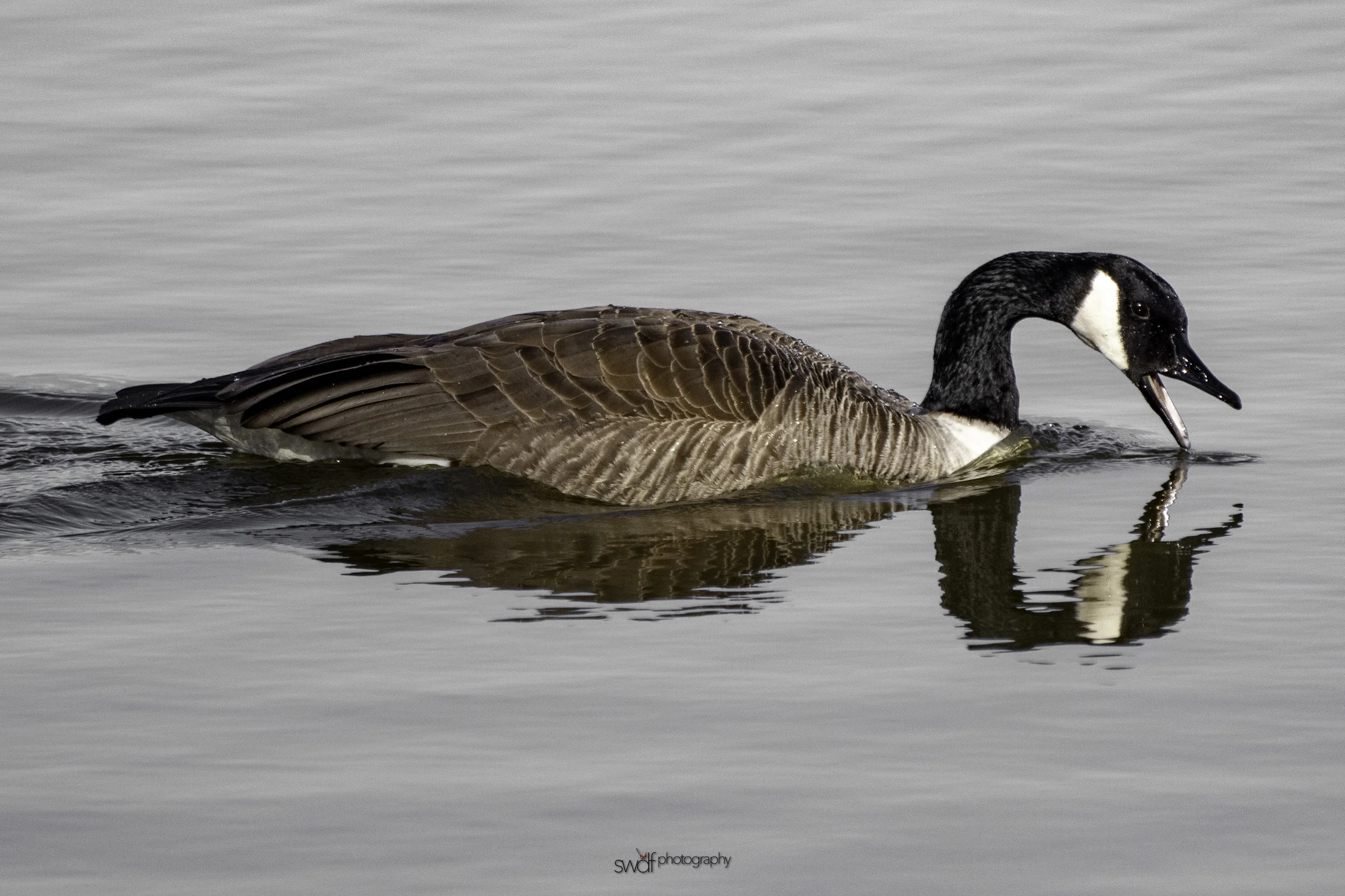 Canadian Goose Reflection - Sandy Ridge.jpeg