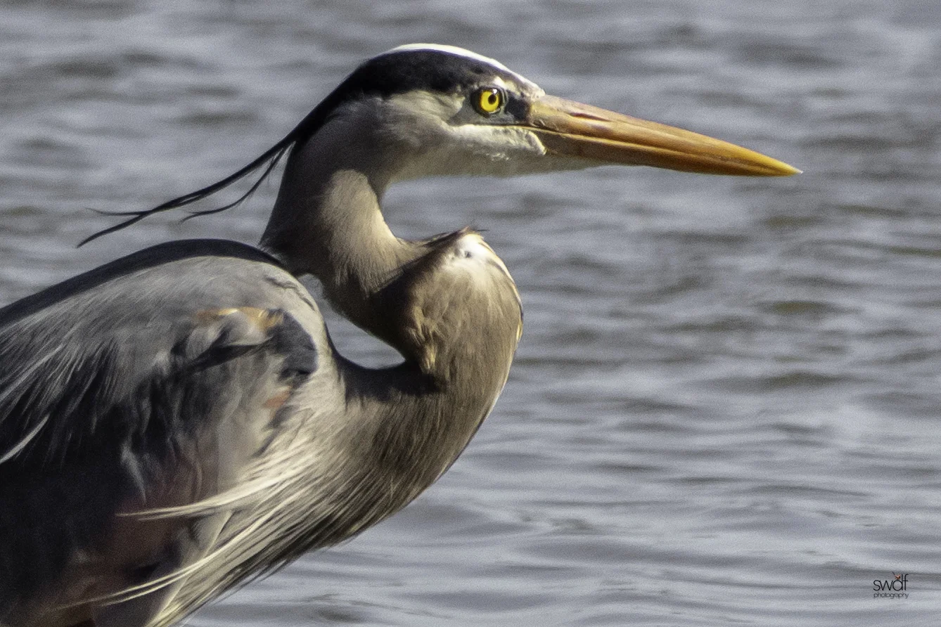 Great Blue Heron Stare - Sandy Ridge.jpeg