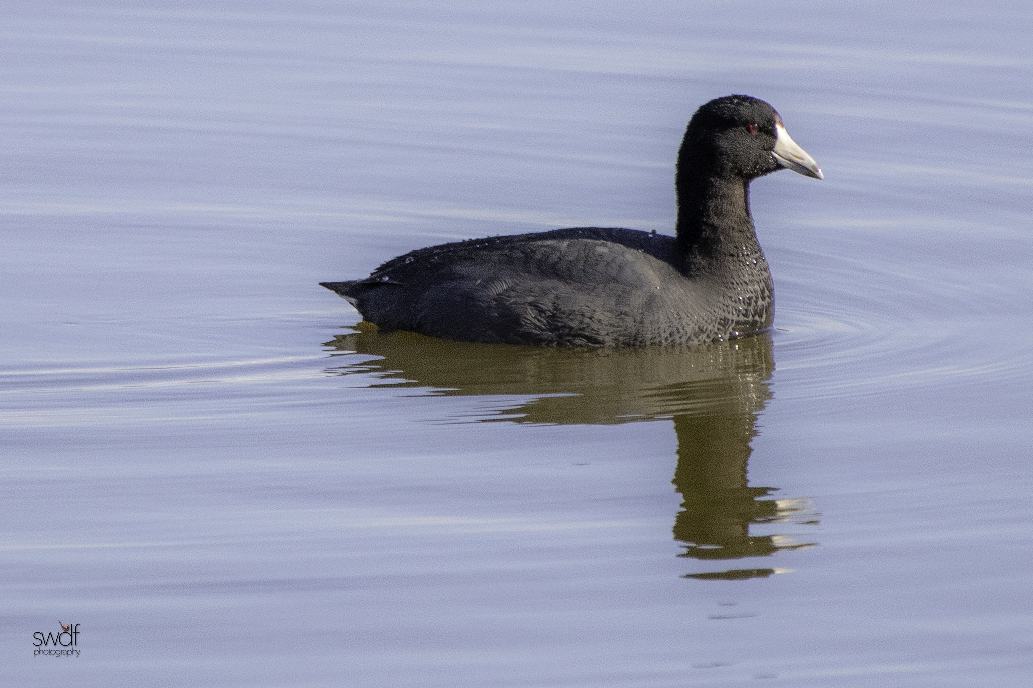American Coot - Sandy Ridge.jpeg