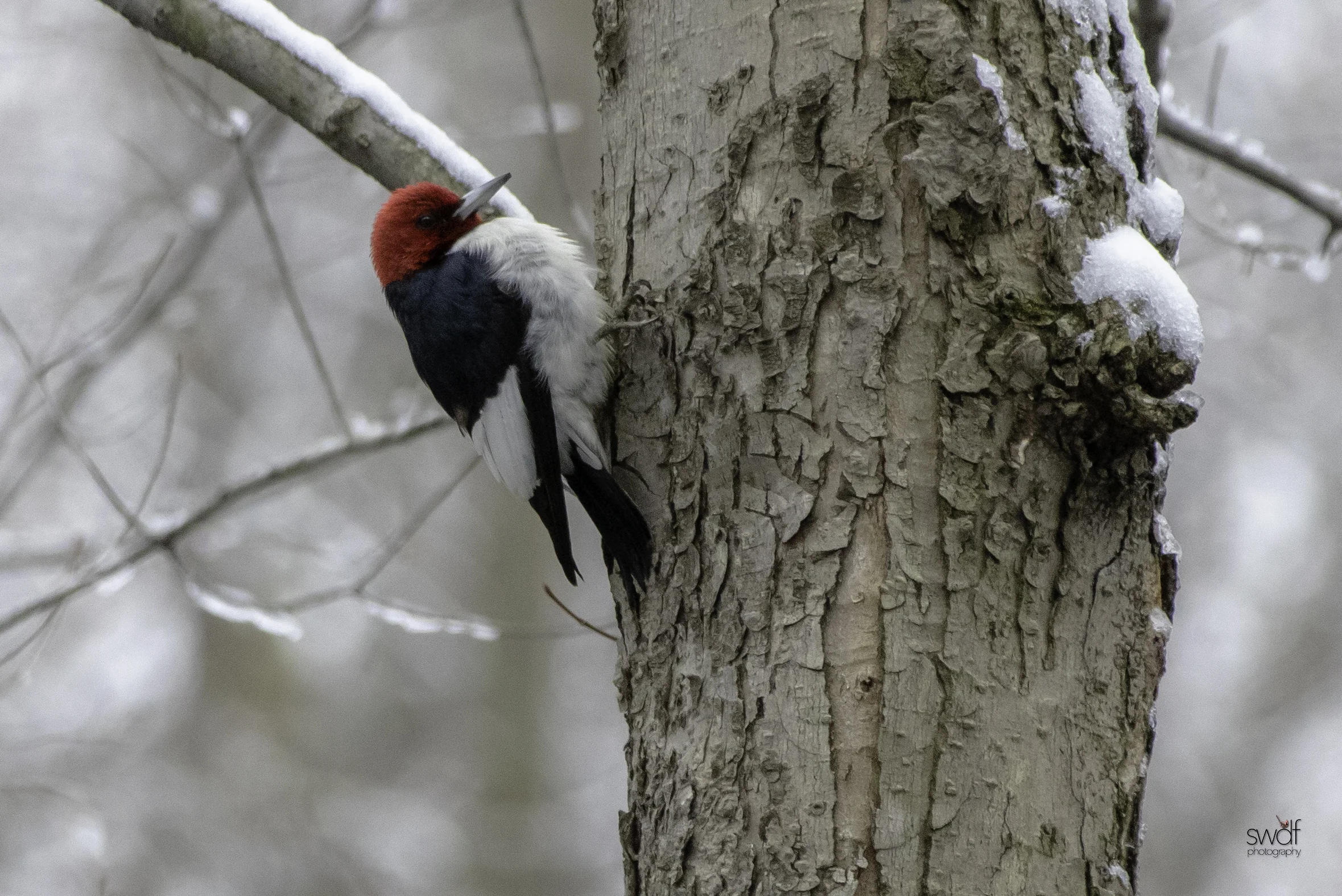Red Headed Woodpecker - Sandy Ridge.jpeg