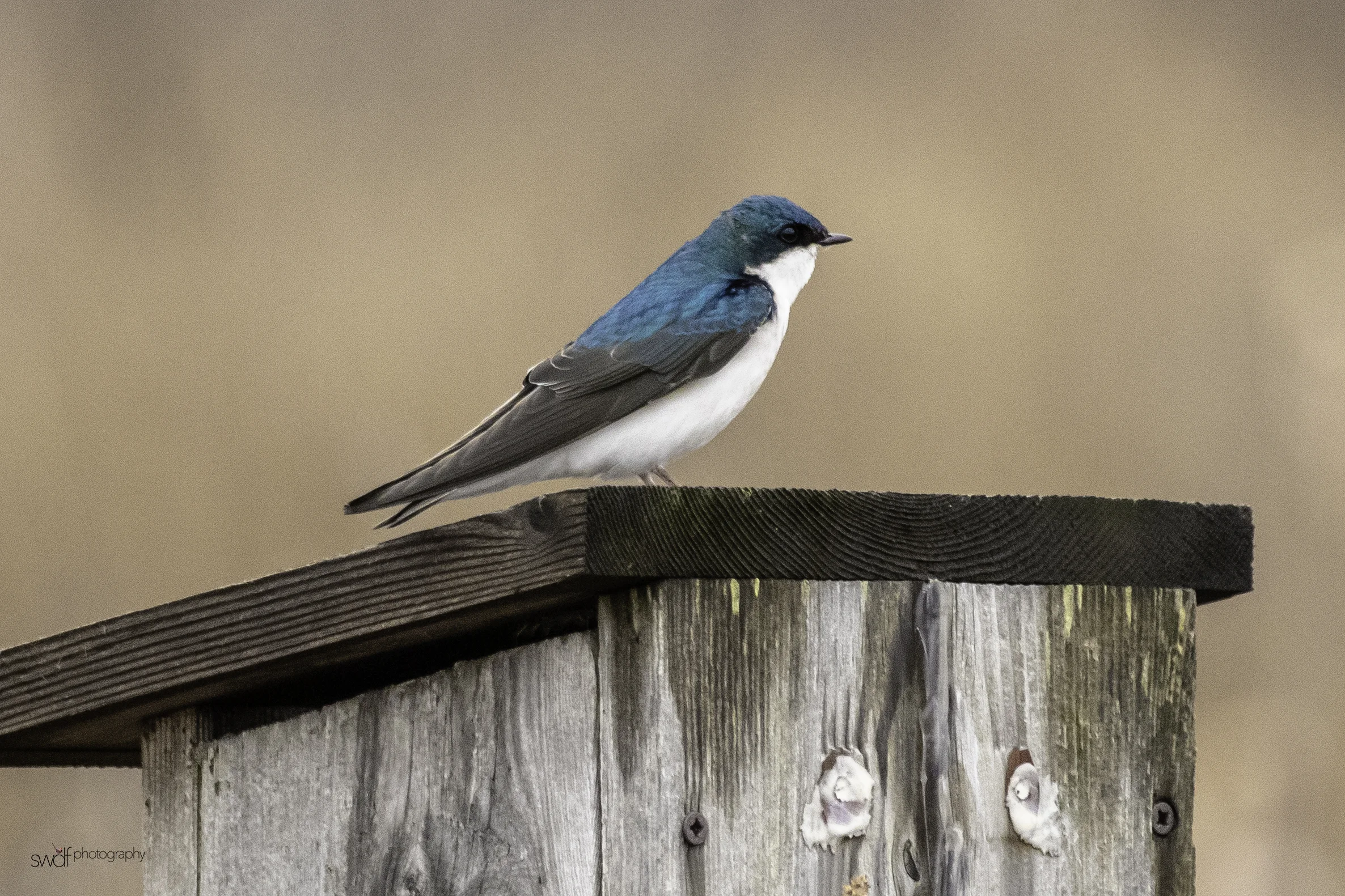 Tree Swallow2 - Sandy Ridge.jpeg