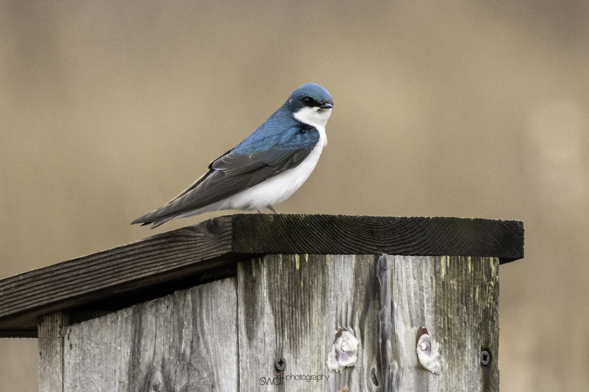 Tree Swallow3 - Sandy Ridge.jpeg