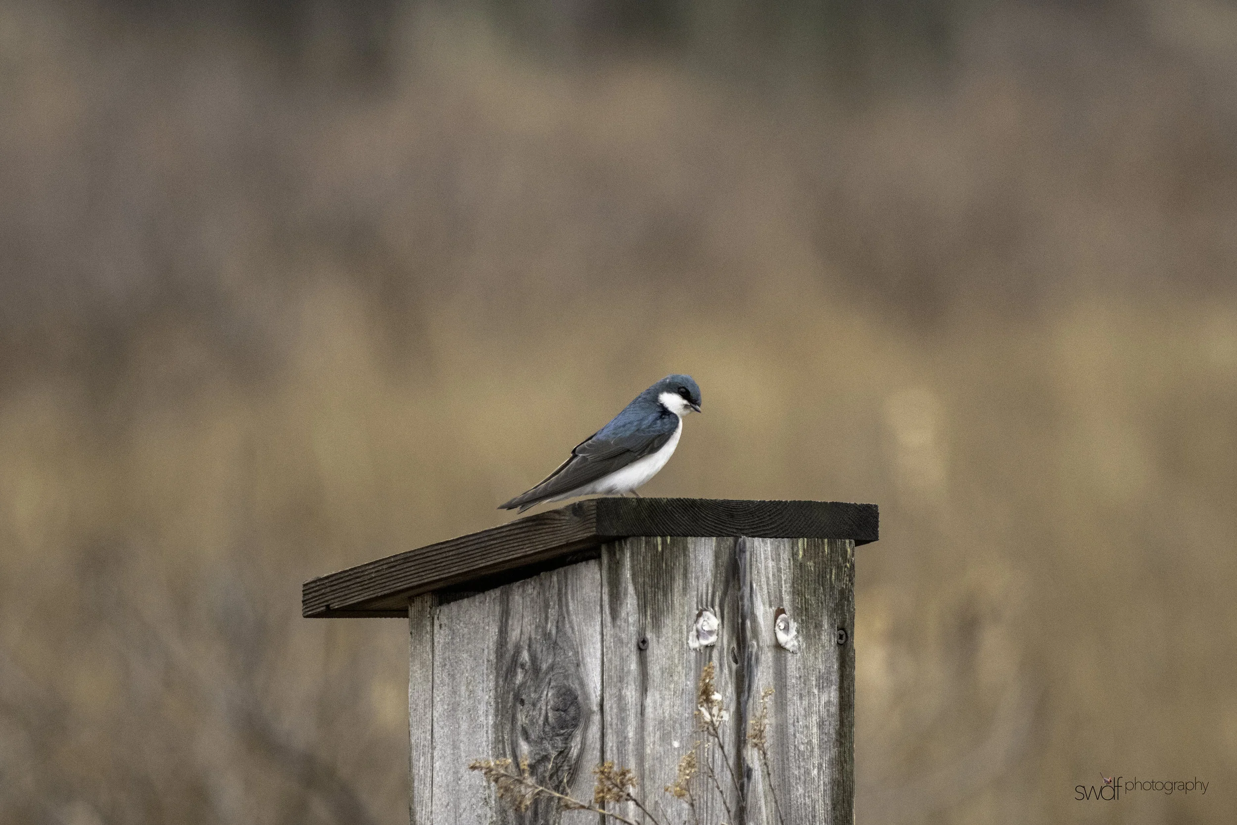 Tree Swallow4 - Sandy Ridge.jpeg