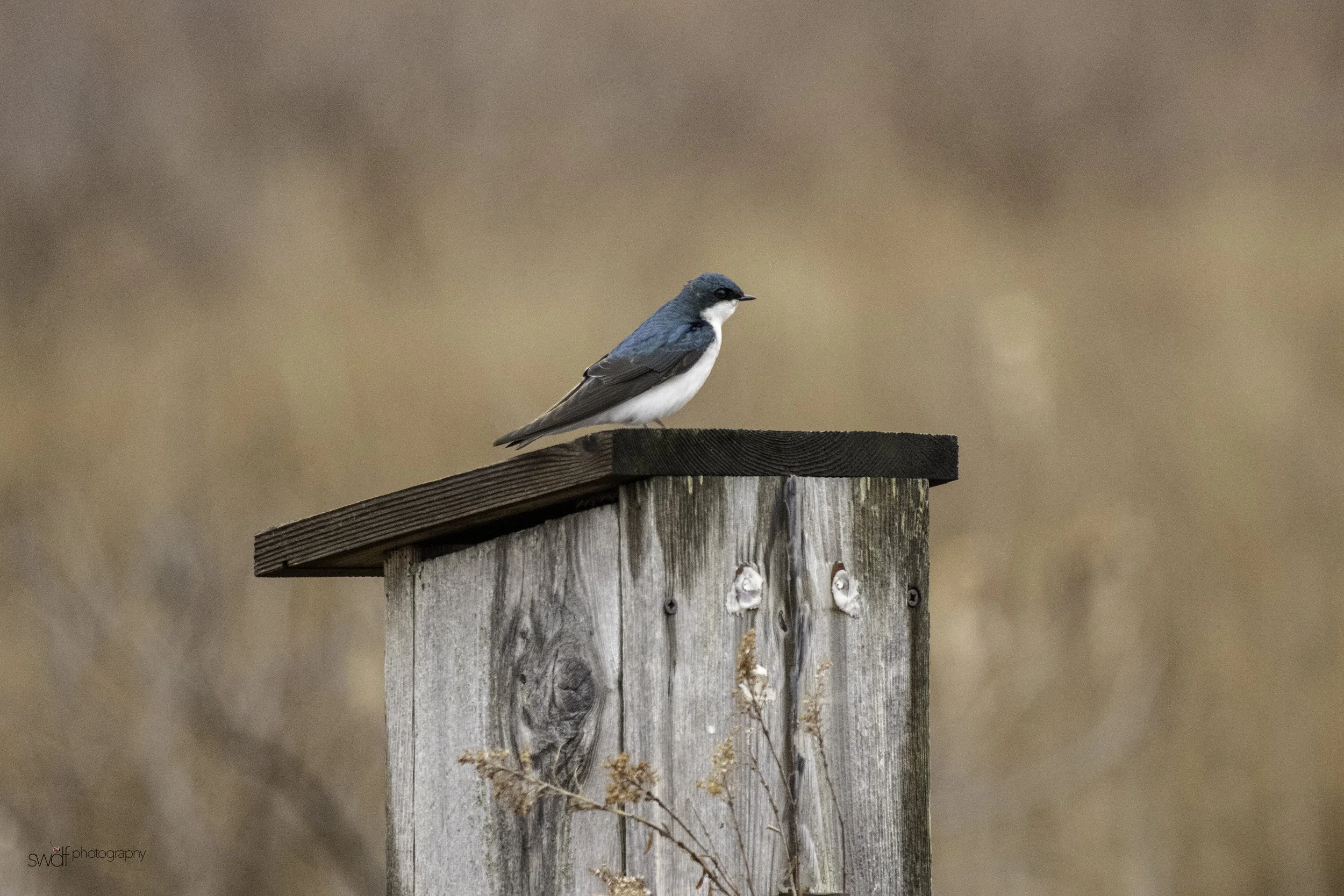 Tree Swallow5 - Sandy Ridge.jpeg