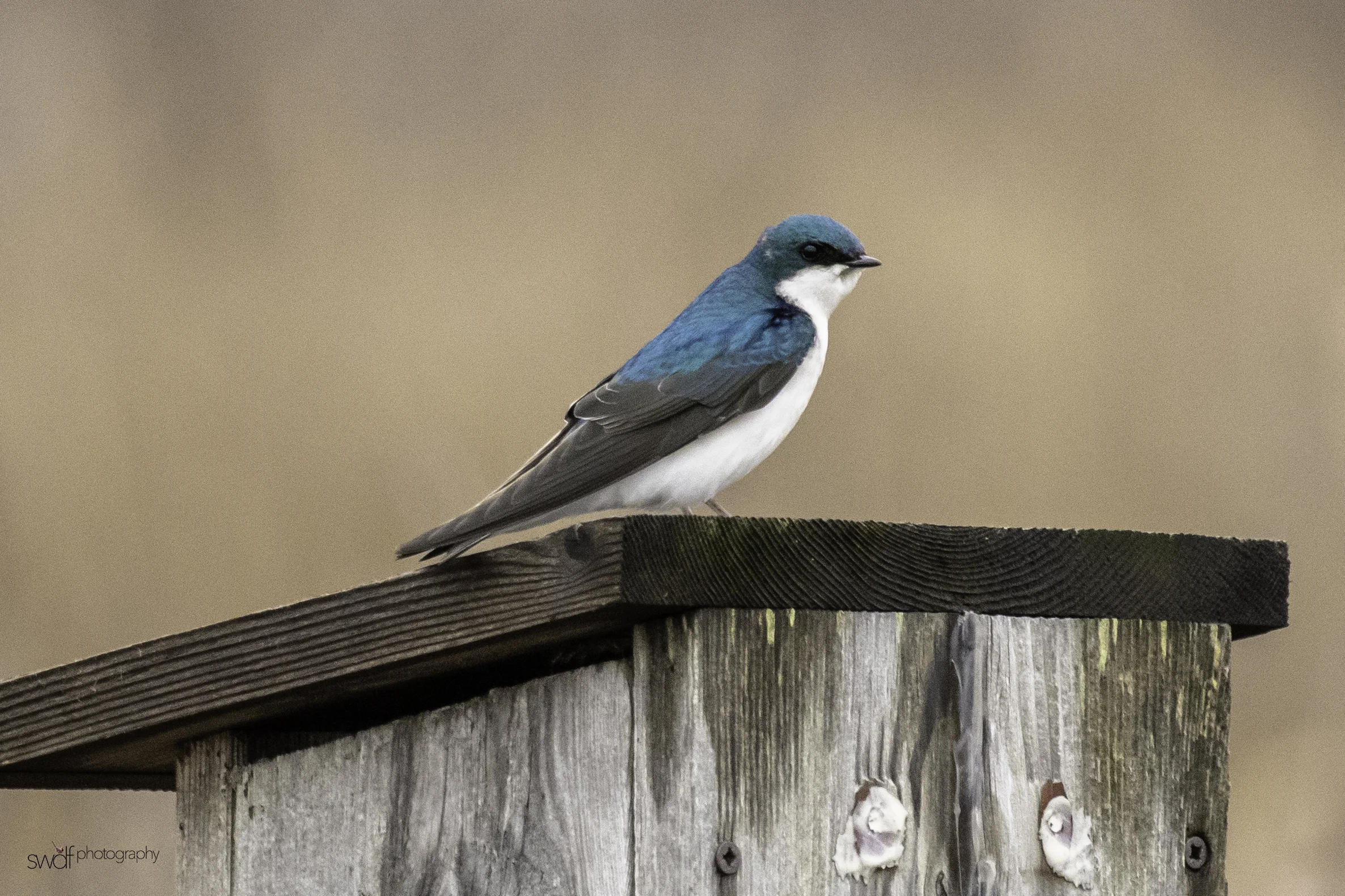 Tree Swallow6 - Sandy Ridge.jpeg