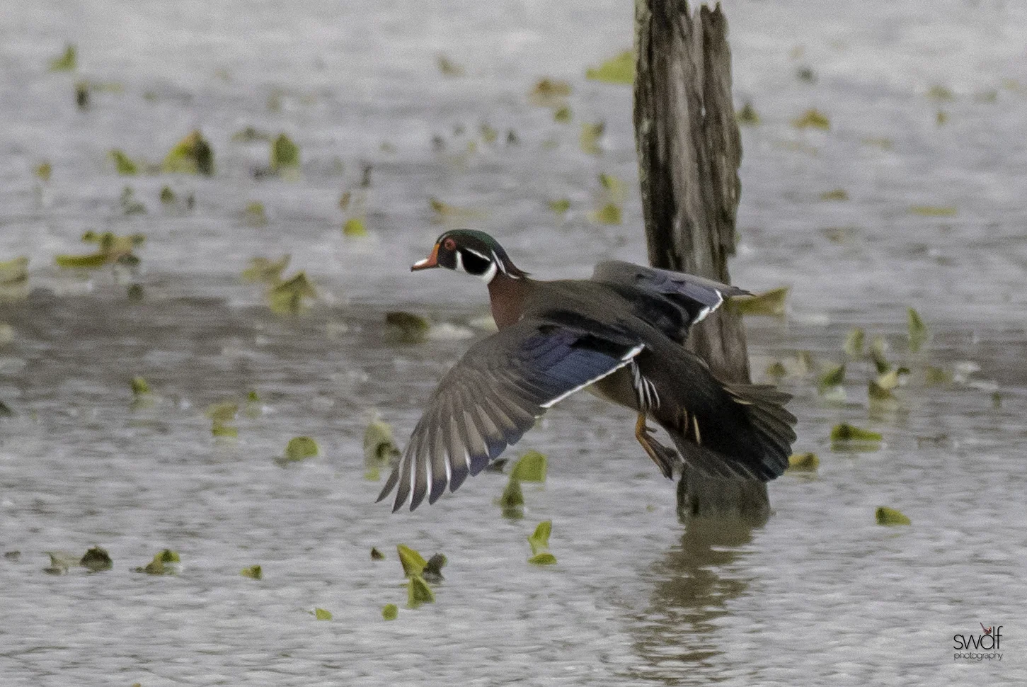 Wood Duck Flight4 - Sandy Ridge.jpeg