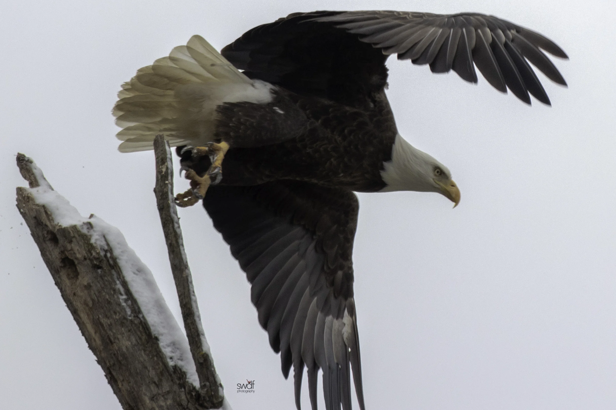 Best Bald Eagle2 - Sandy Ridge.jpeg