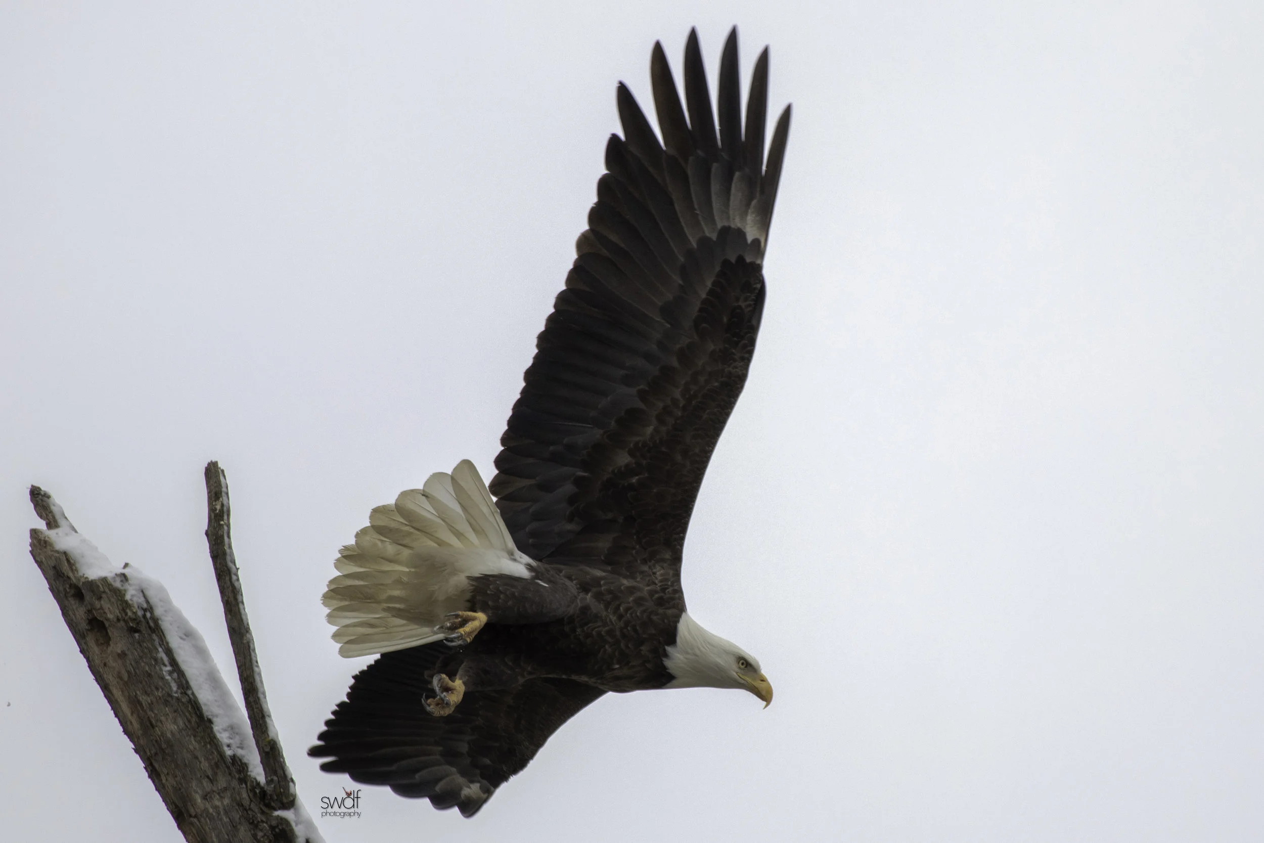 Best Bald Eagle3 - Sandy Ridge.jpeg