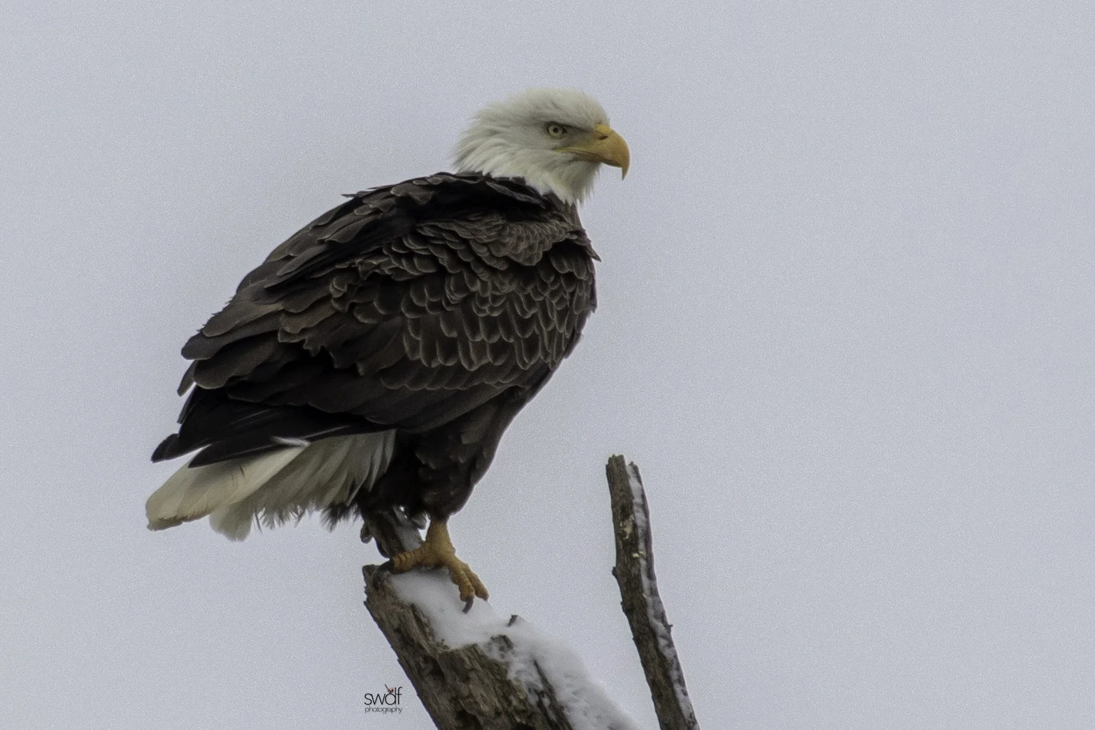 Bald Eagle - Sandy Ridge.jpeg