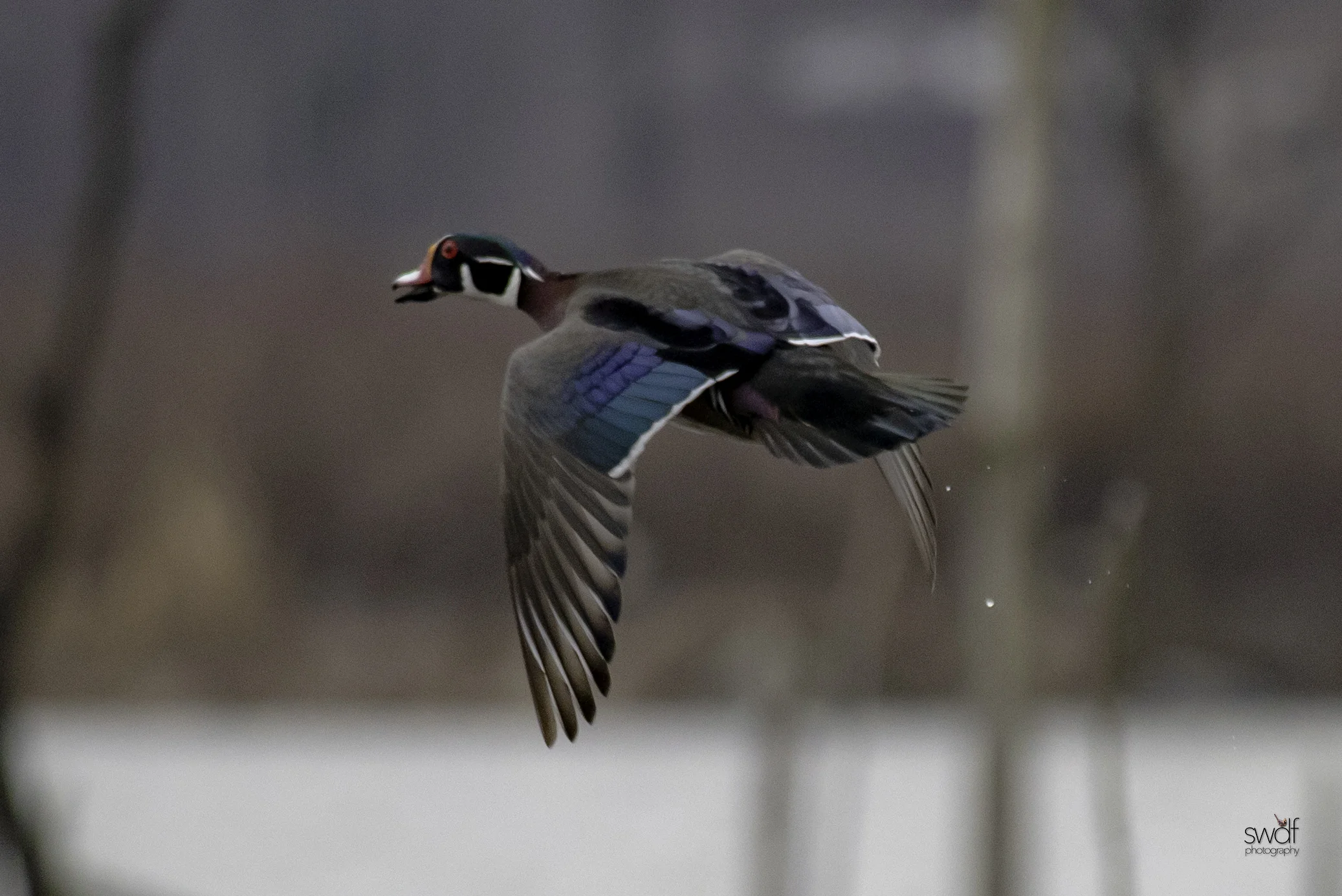 Wood Duck Flight - Sandy Ridge.jpeg