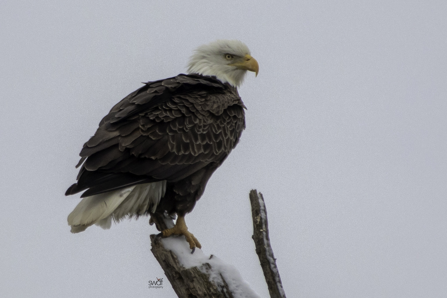 Bald Eagle4 - Sandy Ridge.jpeg