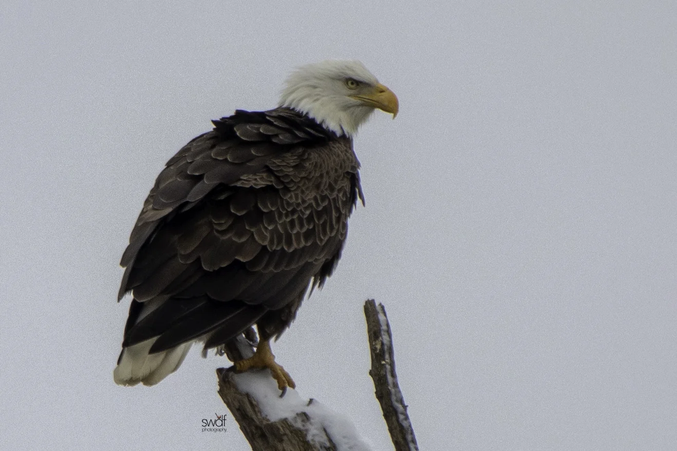 Bald Eagle3 - Sandy Ridge.jpeg