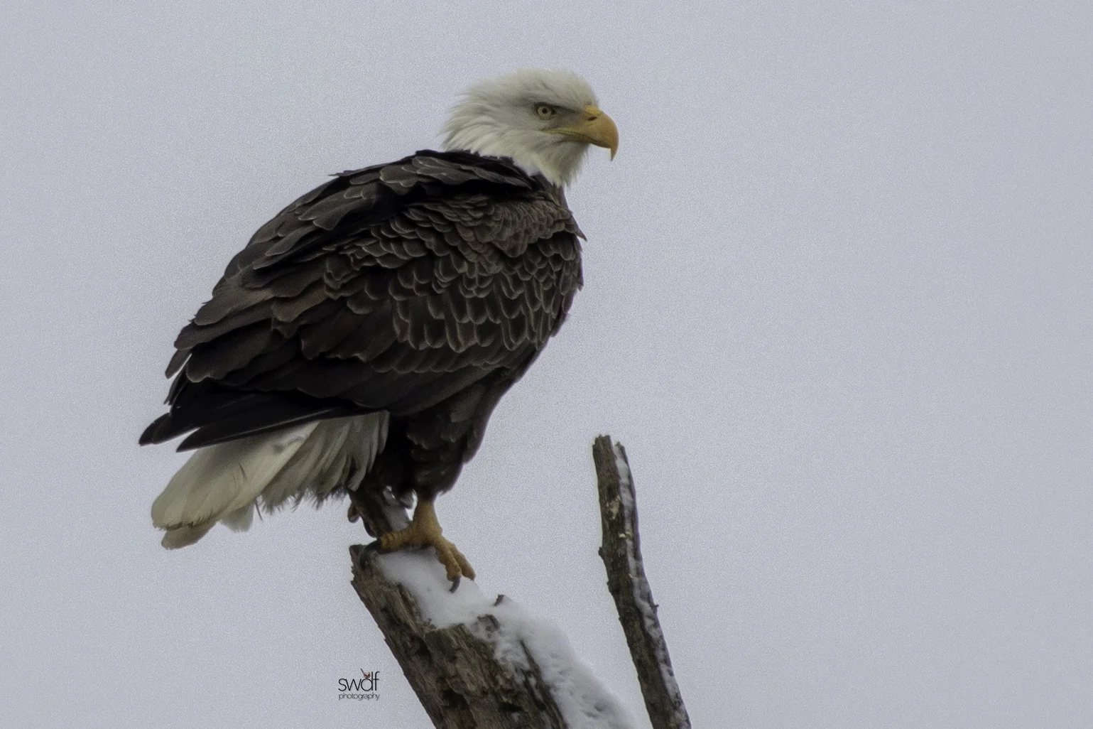 Bald Eagle2 - Sandy Ridge.jpeg