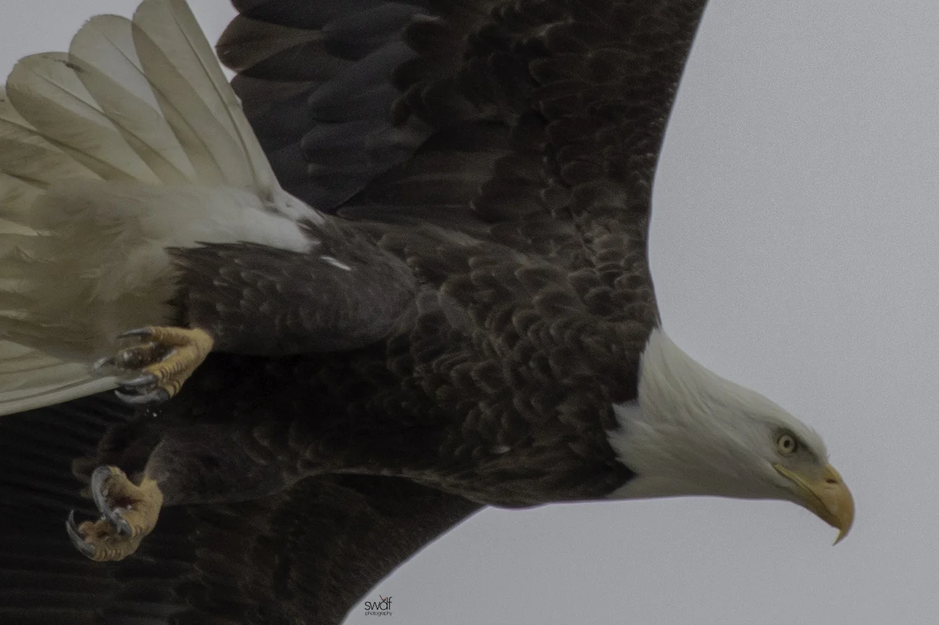 Best Bald Eagle - Sandy Ridge.jpeg