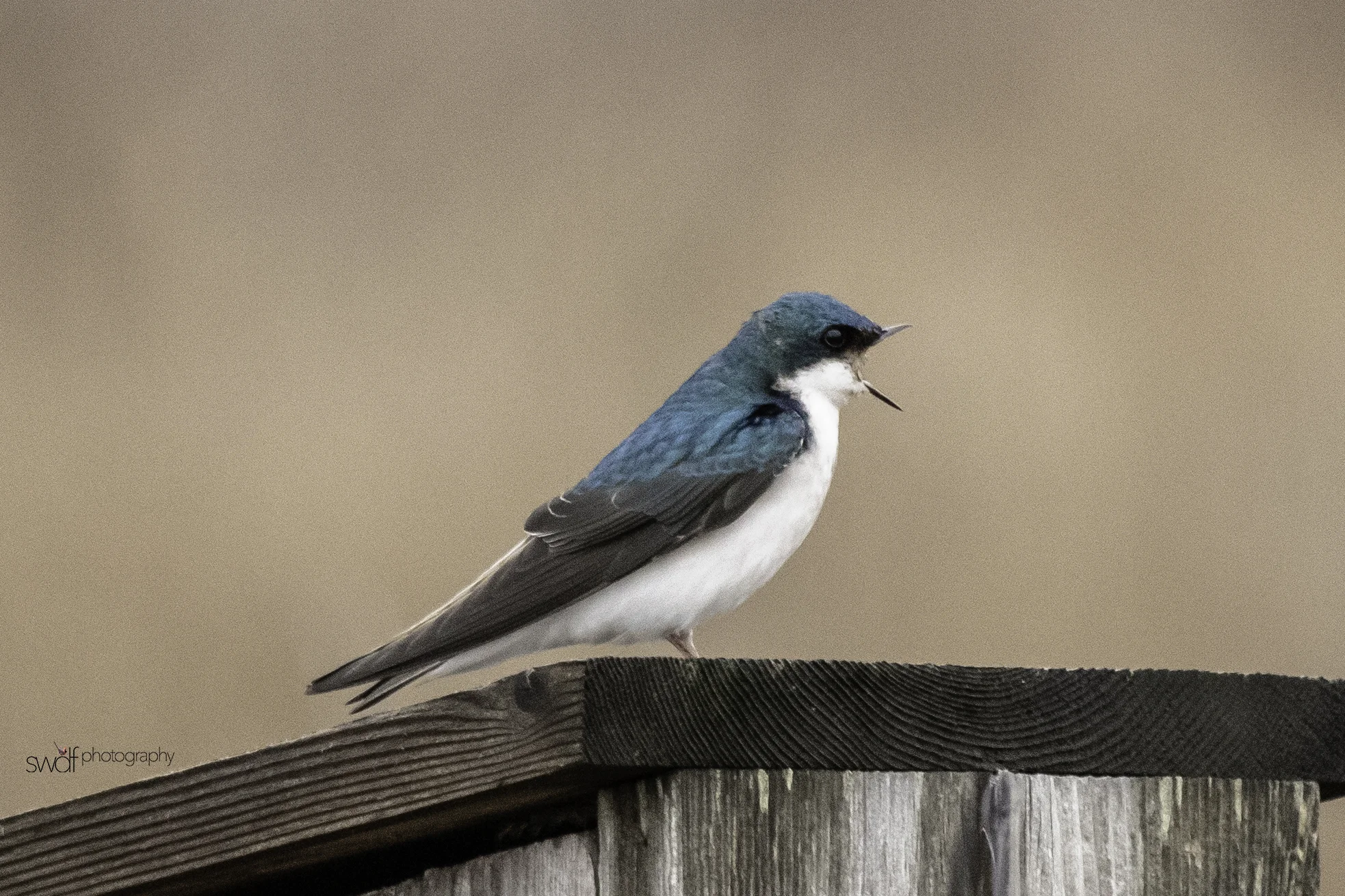 Tree Swallow - Sandy Ridge.jpeg