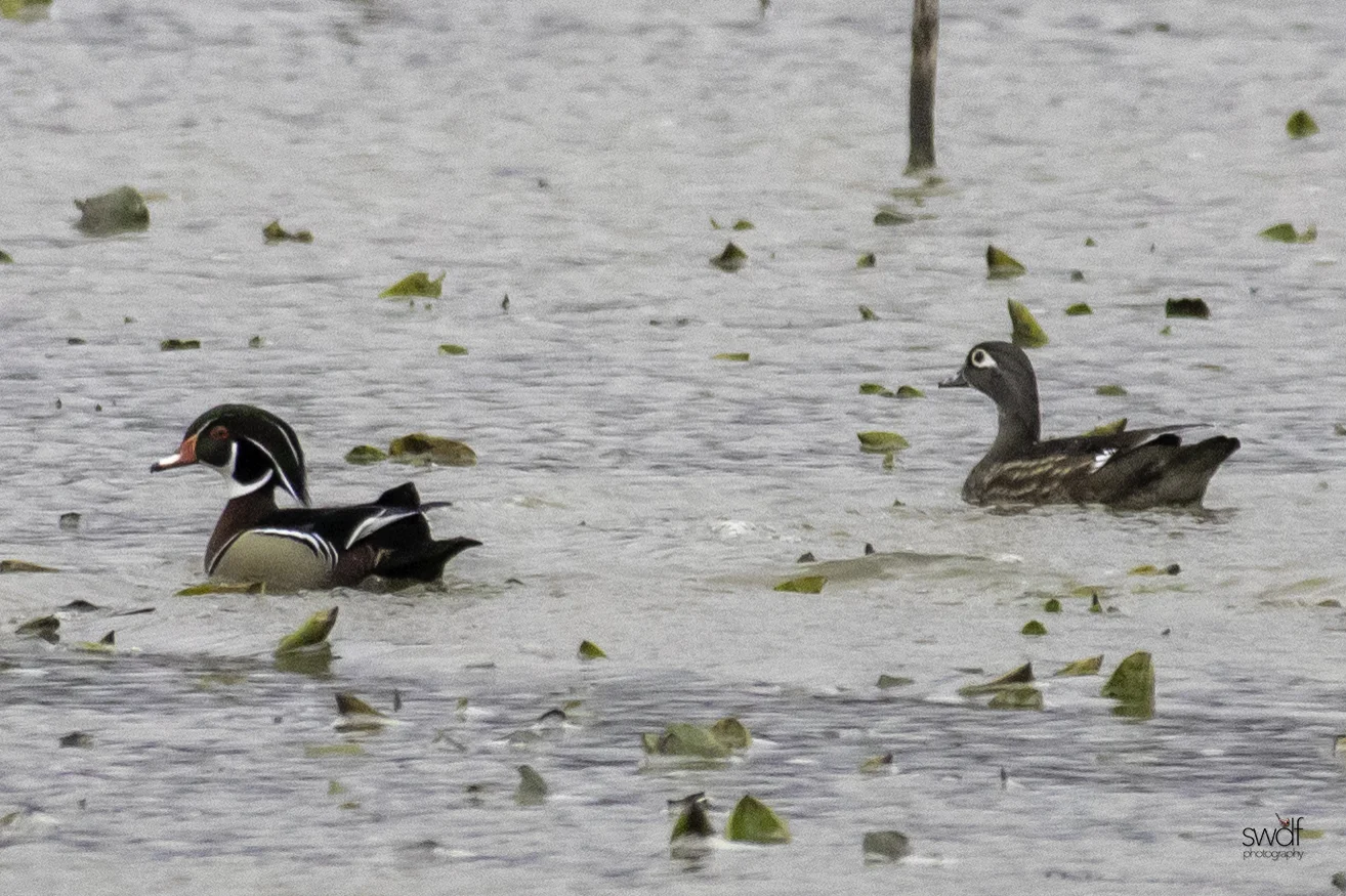 Wood Ducks - Sandy Ridge.jpeg