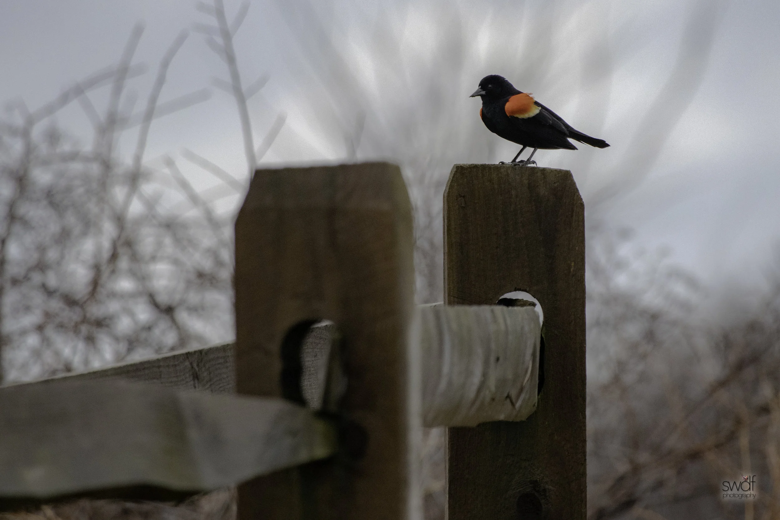 Red Wing Fence - Sandy Ridge.jpeg