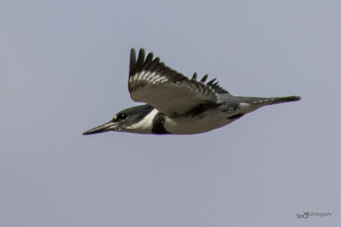 Belted Kingfisher.jpeg