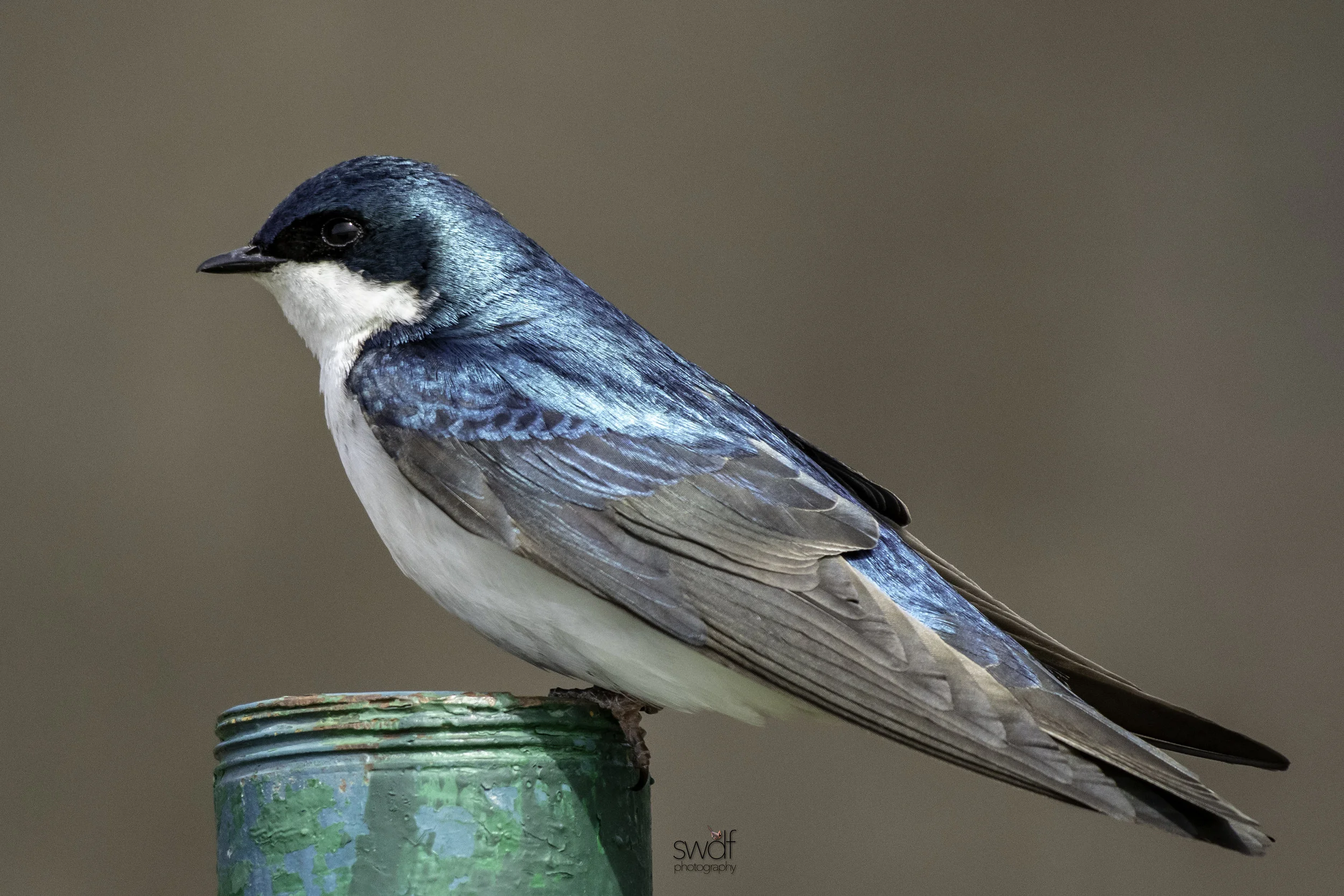 Tree Swallow2 - Sandy Ridge.jpeg
