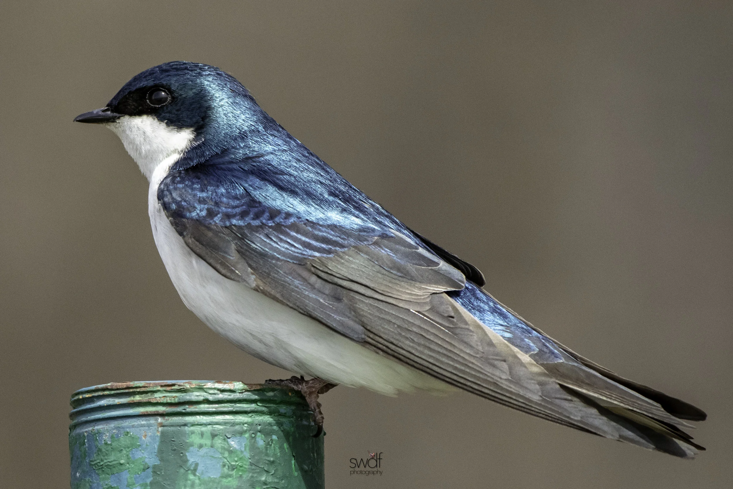 Tree Swallow3 - Sandy Ridge.jpeg