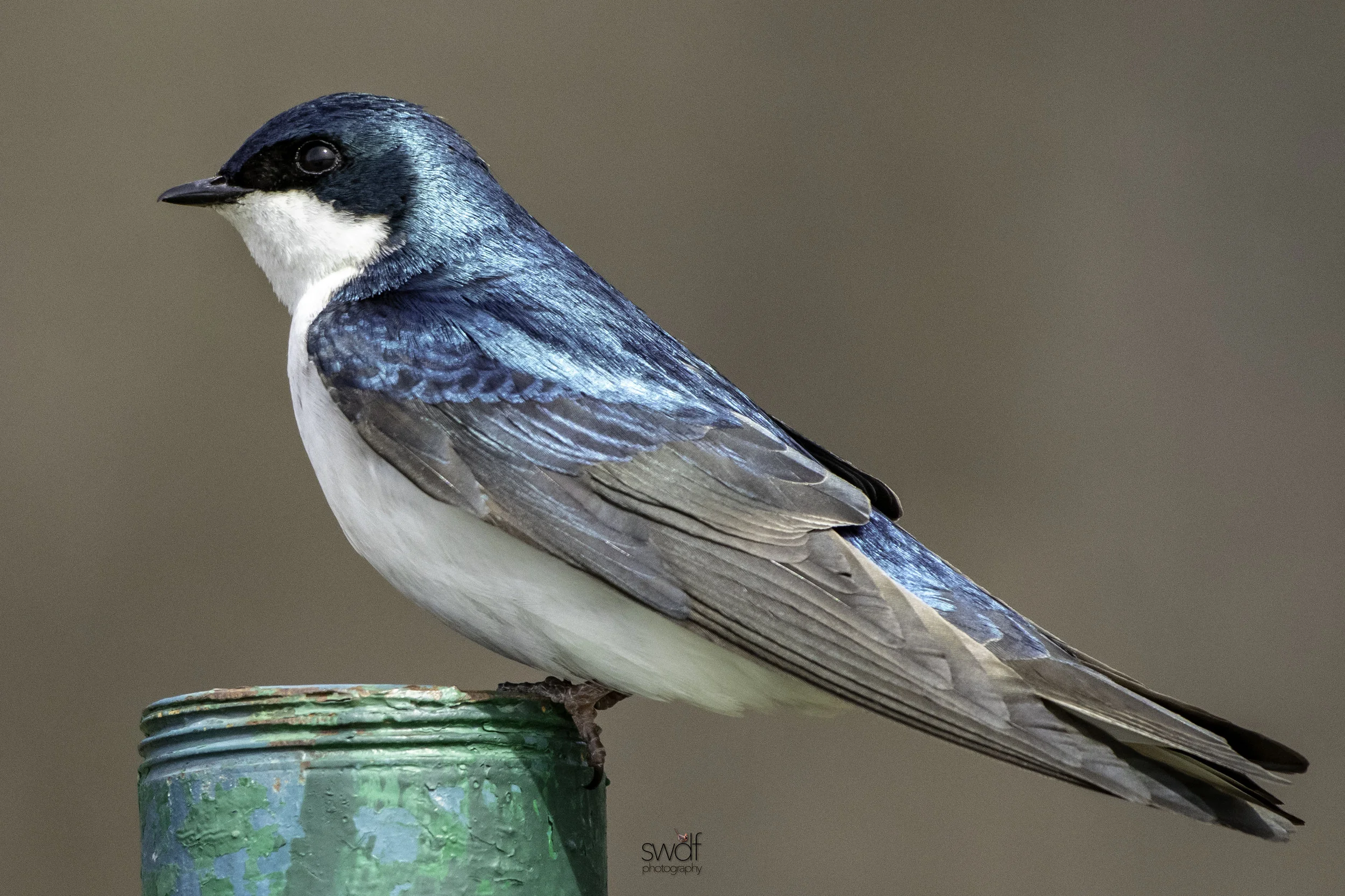 Tree Swallow4 - Sandy Ridge.jpeg