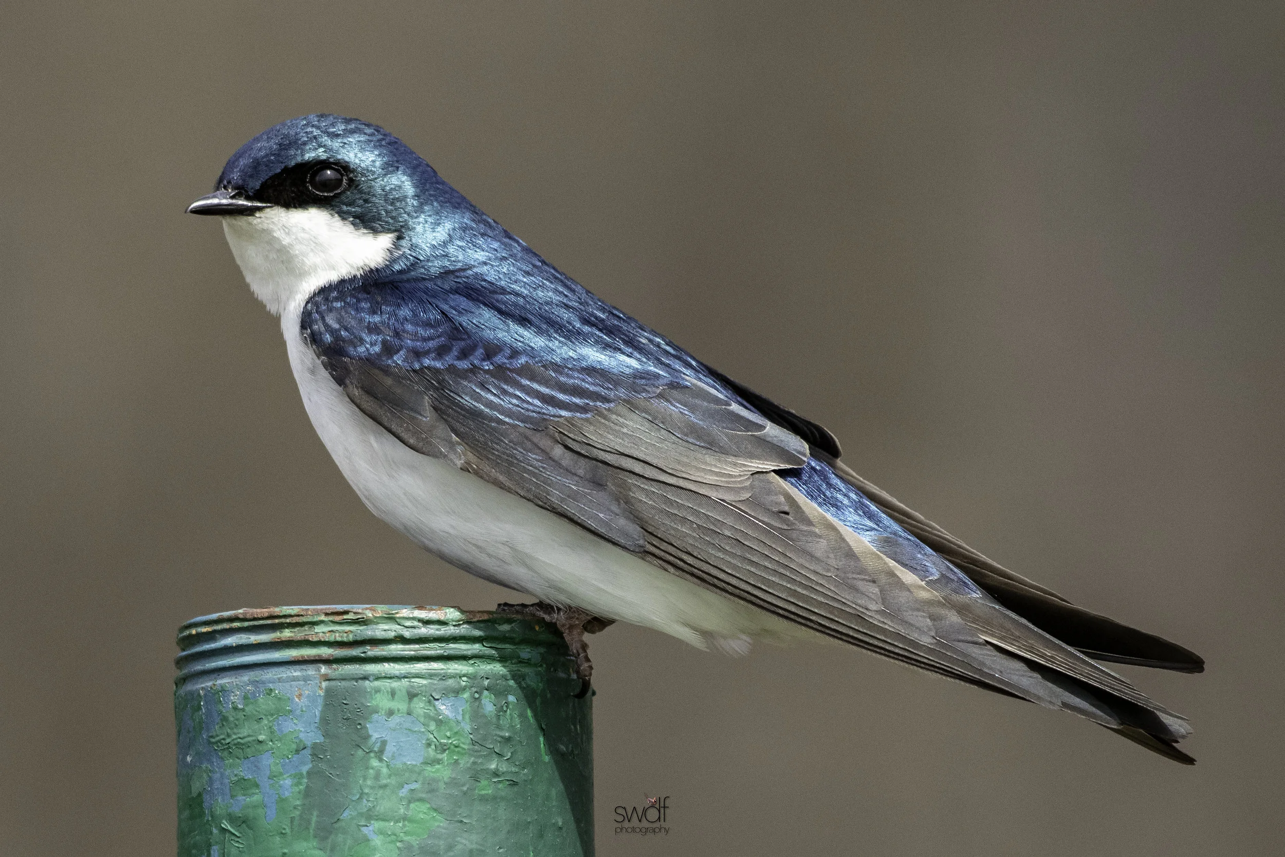 Tree Swallow5 - Sandy Ridge.jpeg