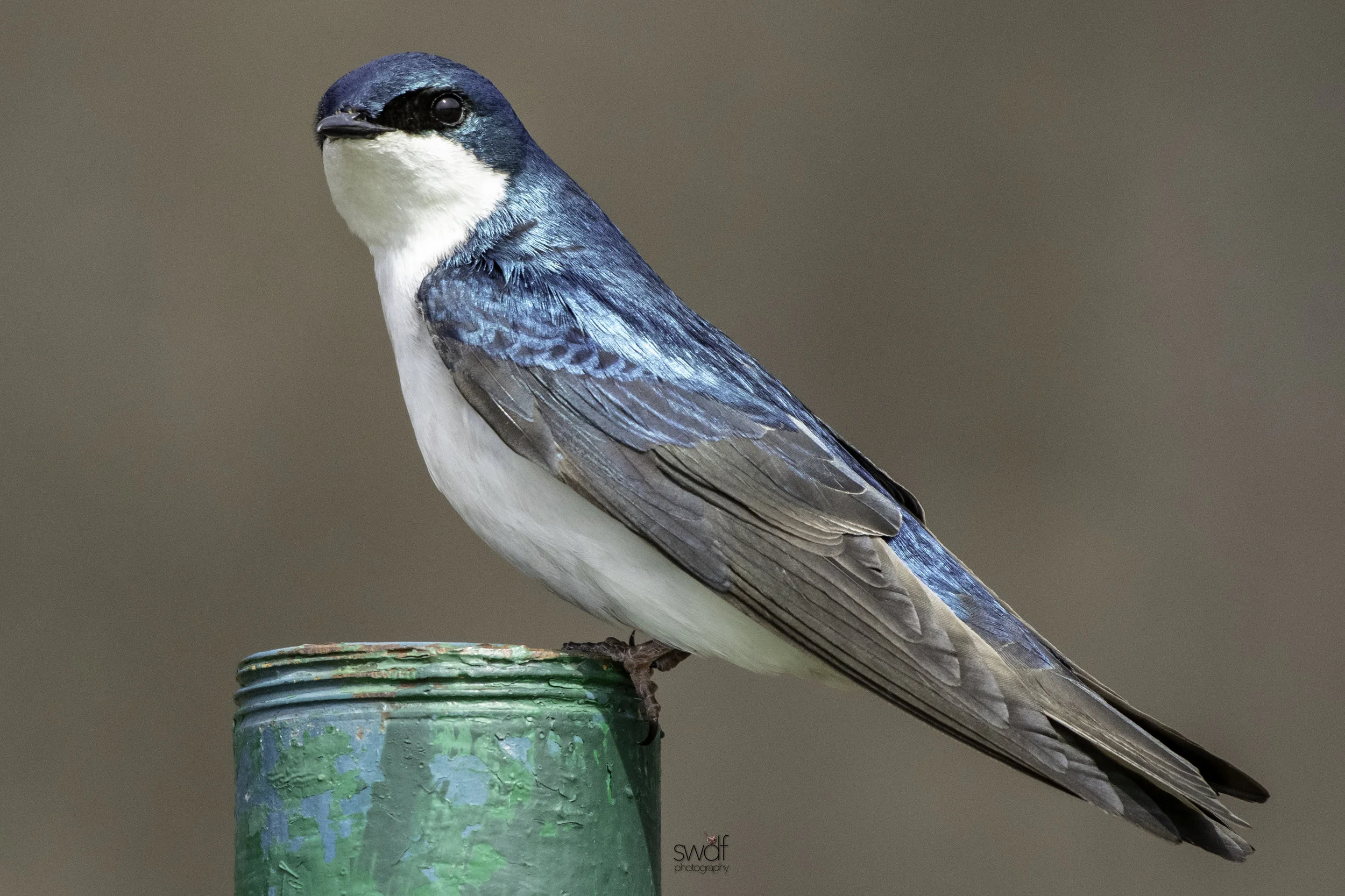 Tree Swallow6 - Sandy Ridge.jpeg