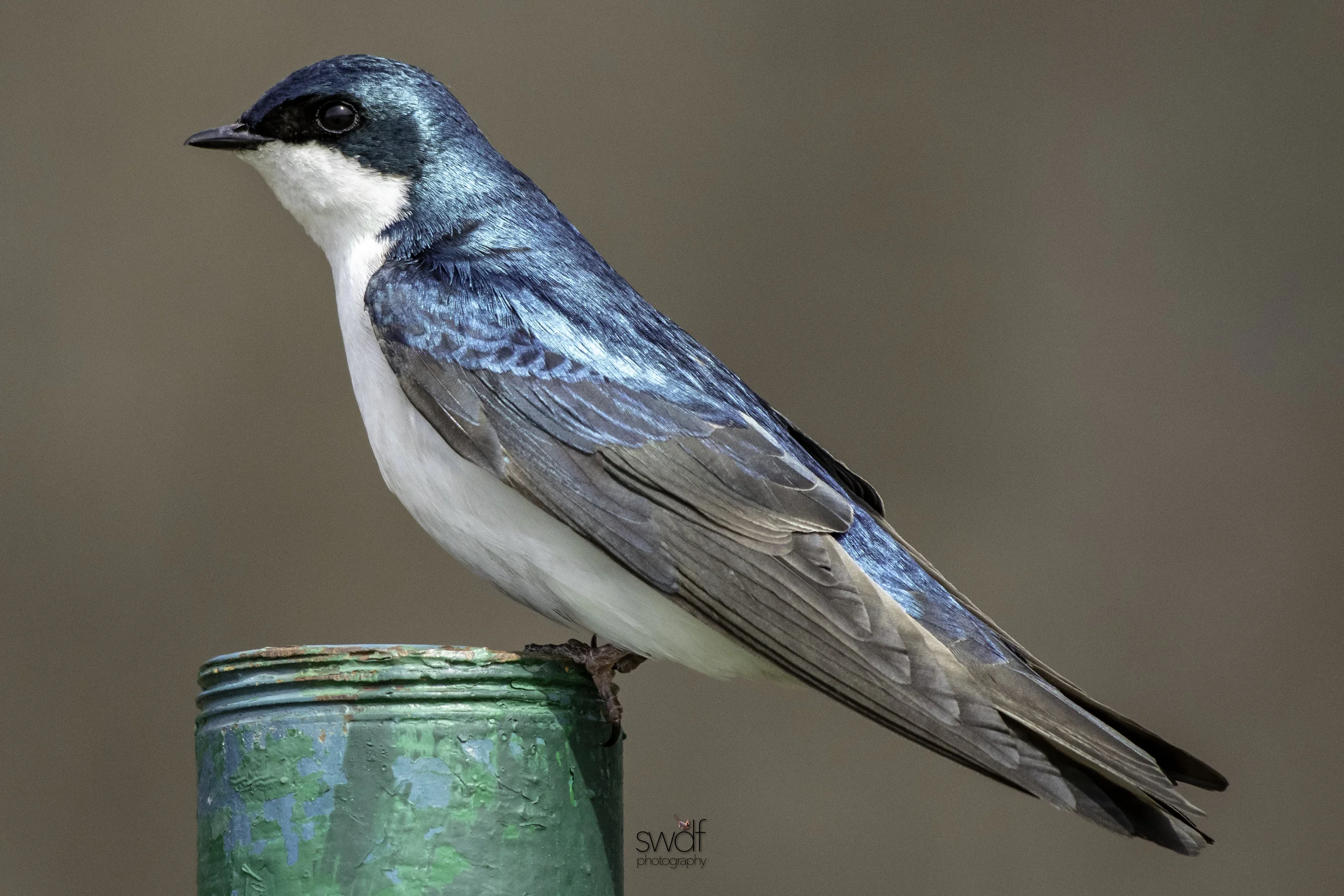 Tree Swallow7 - Sandy Ridge.jpeg