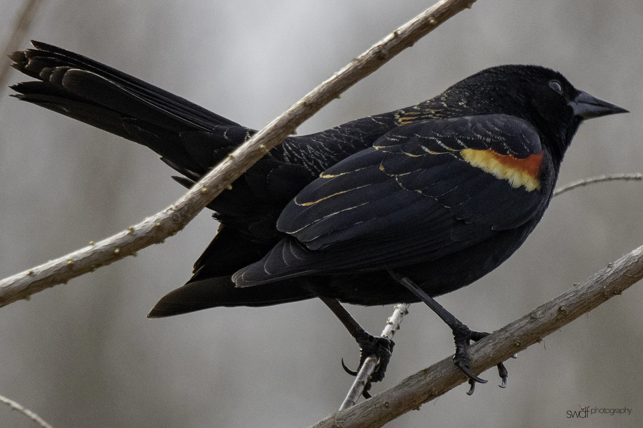 Redwinged Blackbird - Sandy Ridge.jpeg