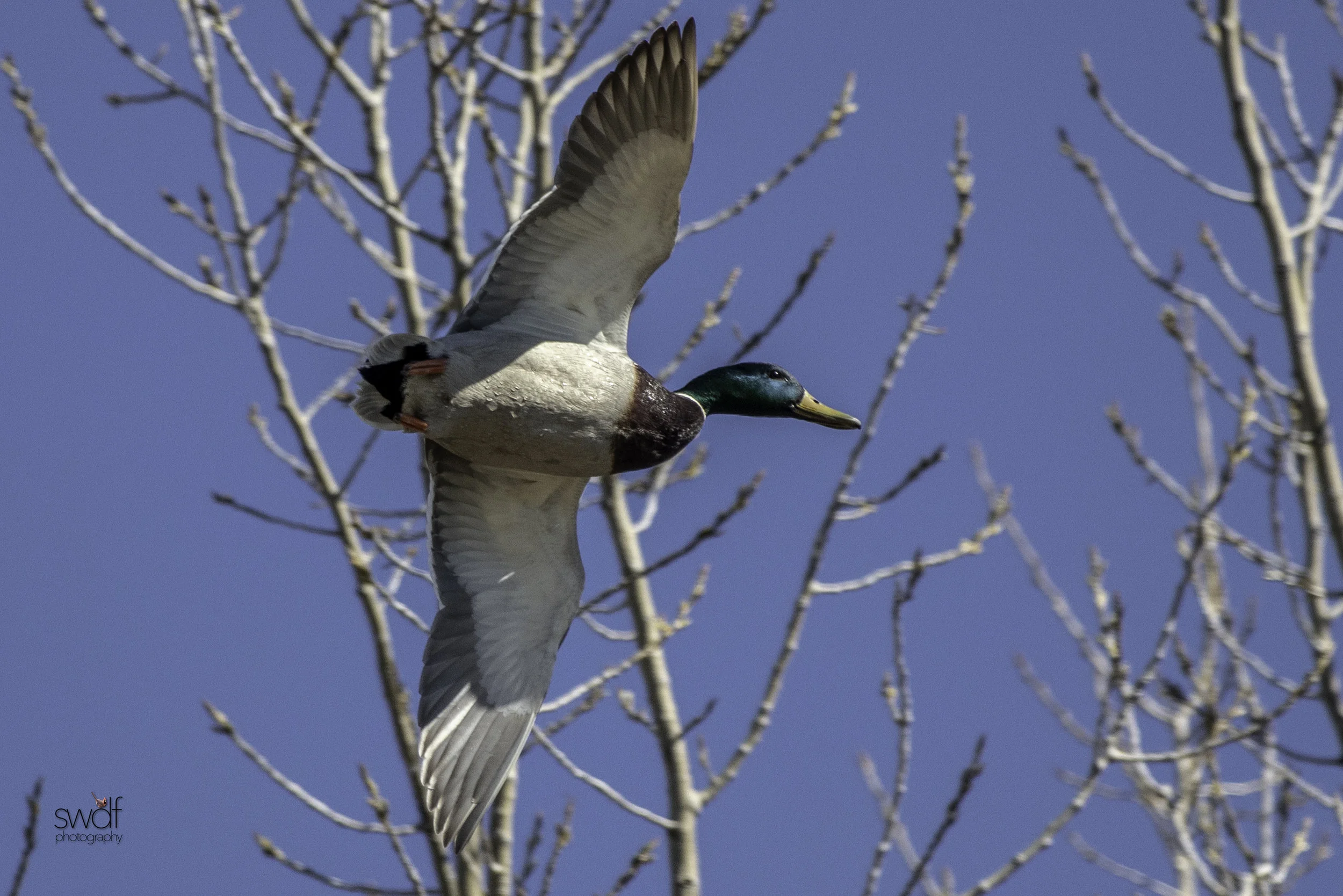 Flying Mallard - Cleveland Lakefront Nature Preserve.jpeg