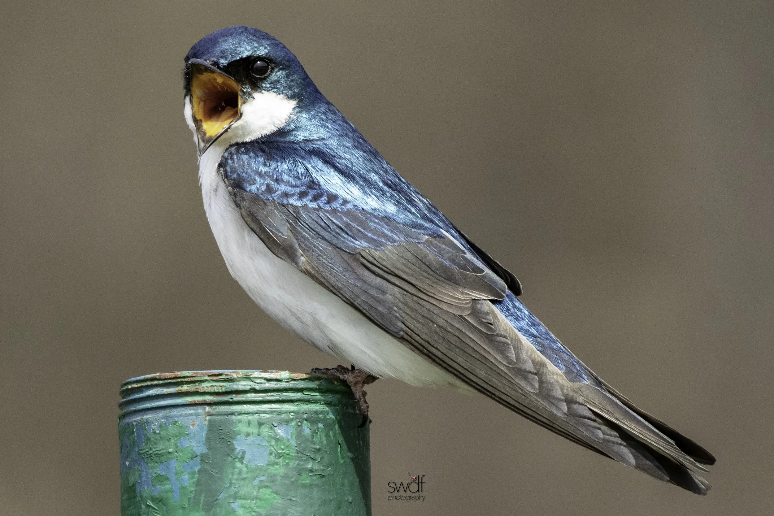 Mouthy Tree Swallow2 - Sandy Ridge.jpeg