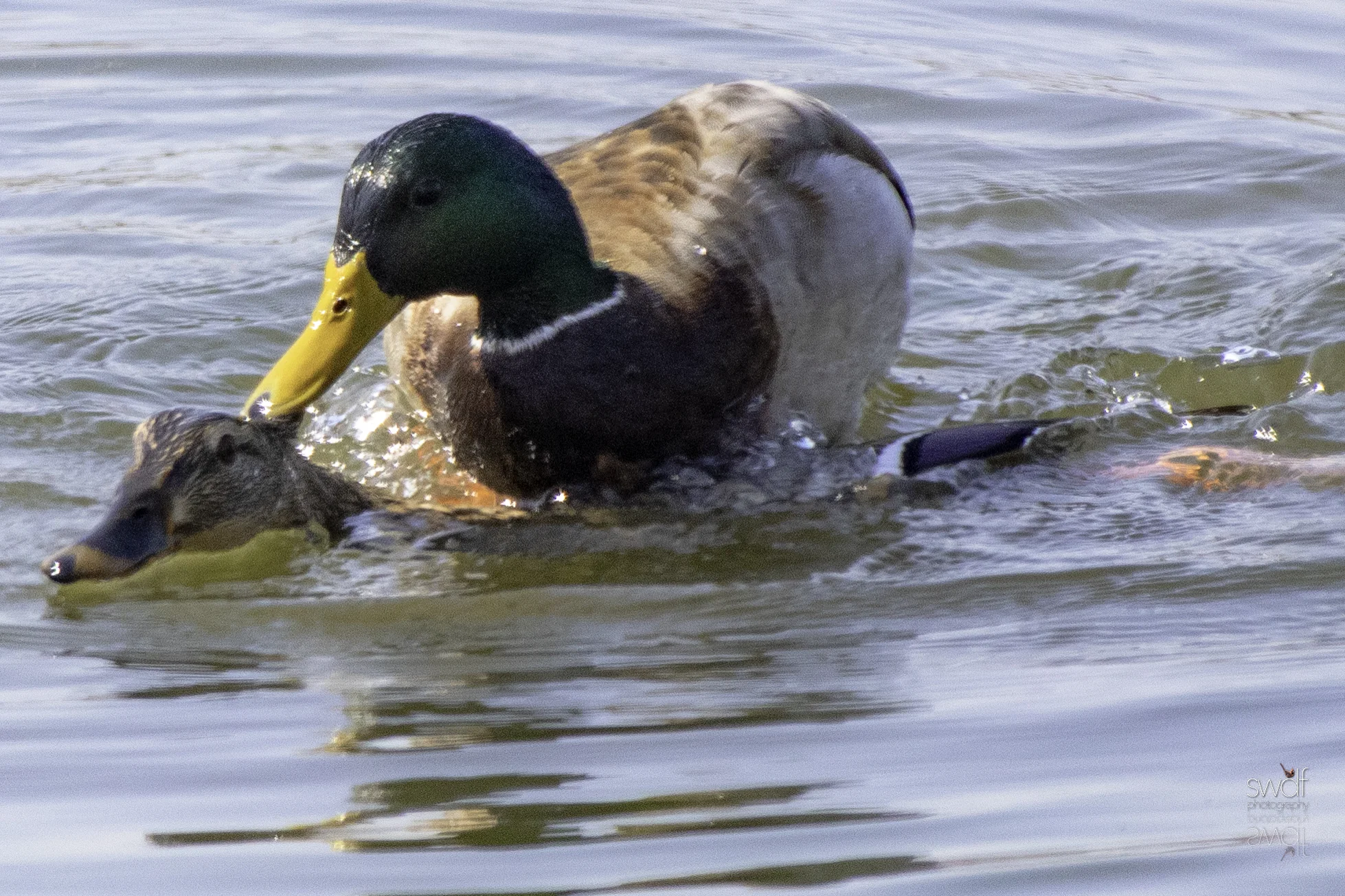 Mating Mallard Ducks - Sheldons Marsh.jpeg