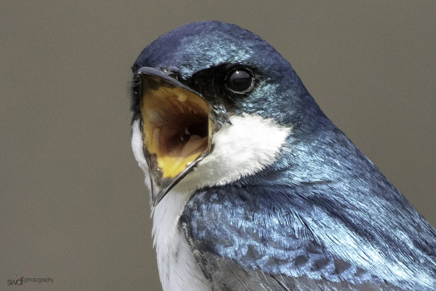 Mouthy Tree Swallow3 - Sandy Ridge.jpeg