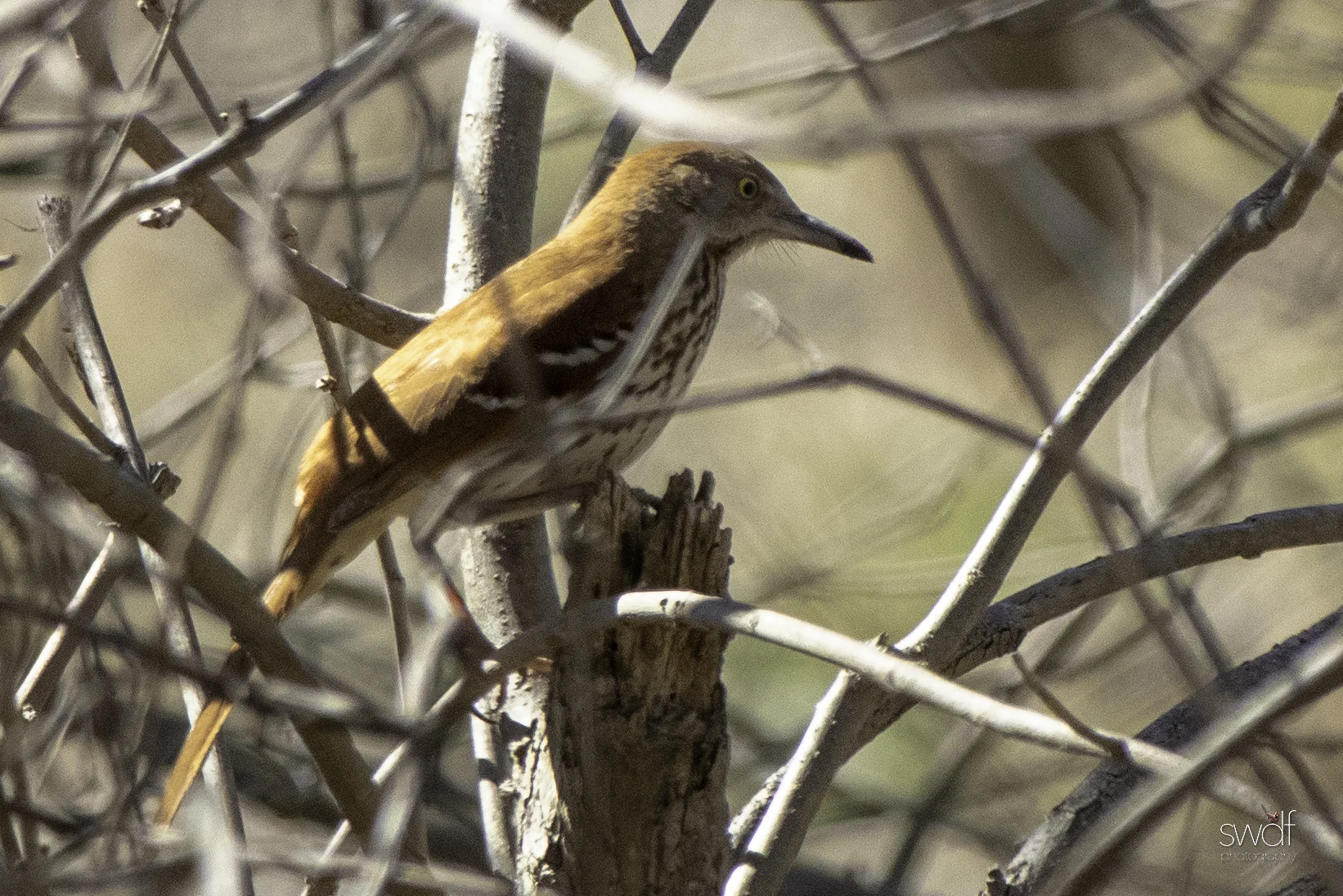 Brown Thrasher - Cleveland Lakefront Nature Preserve.jpeg