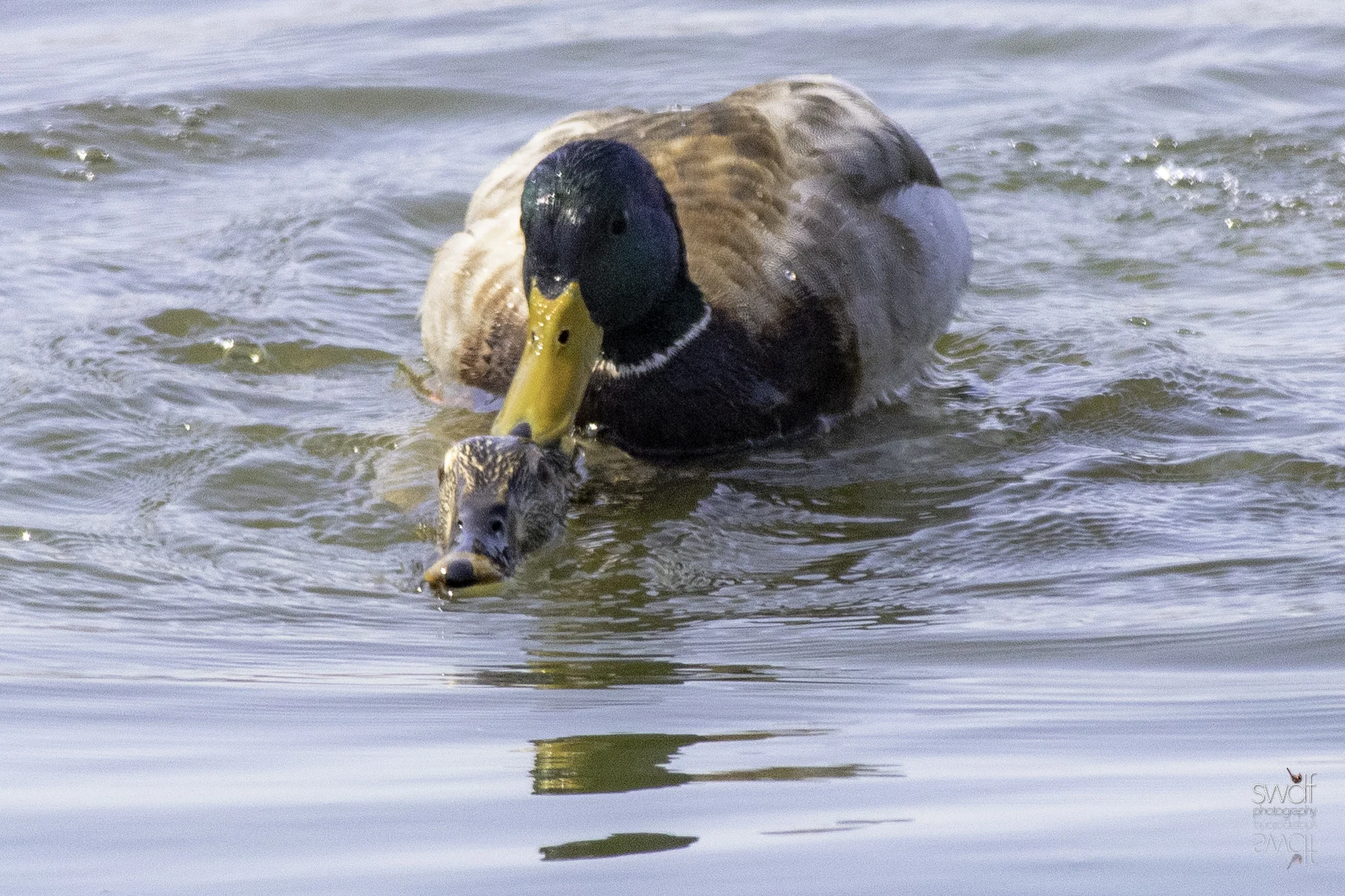 Mating Mallard Ducks2 - Sheldons Marsh.jpeg