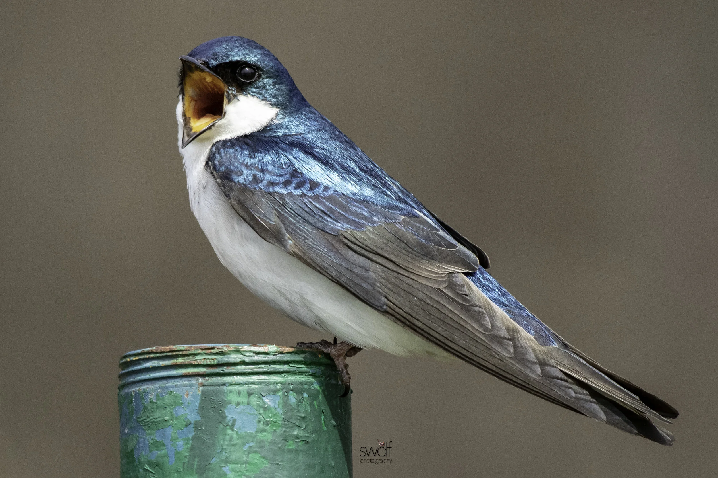 Mouthy Tree Swallow - Sandy Ridge.jpeg