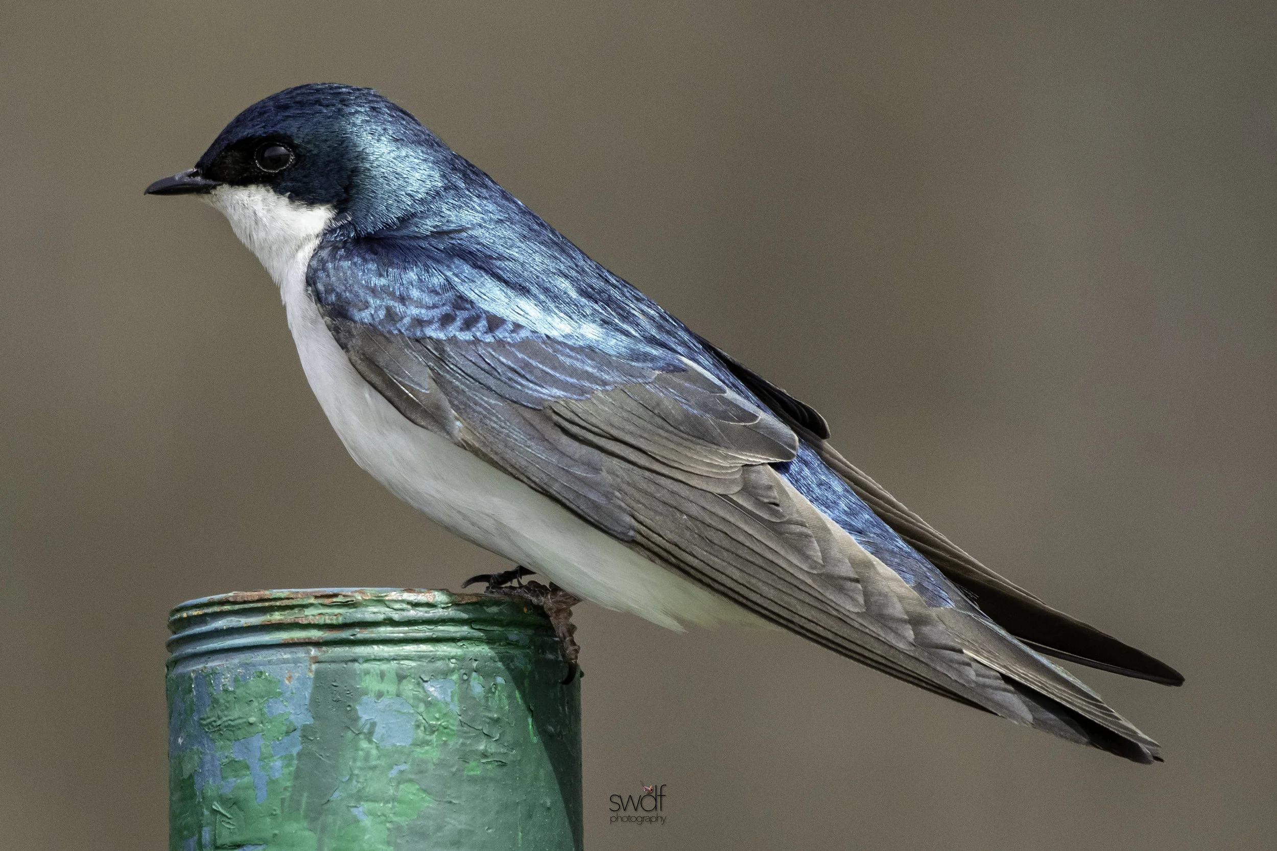 Tree Swallow - Sandy Ridge.jpeg