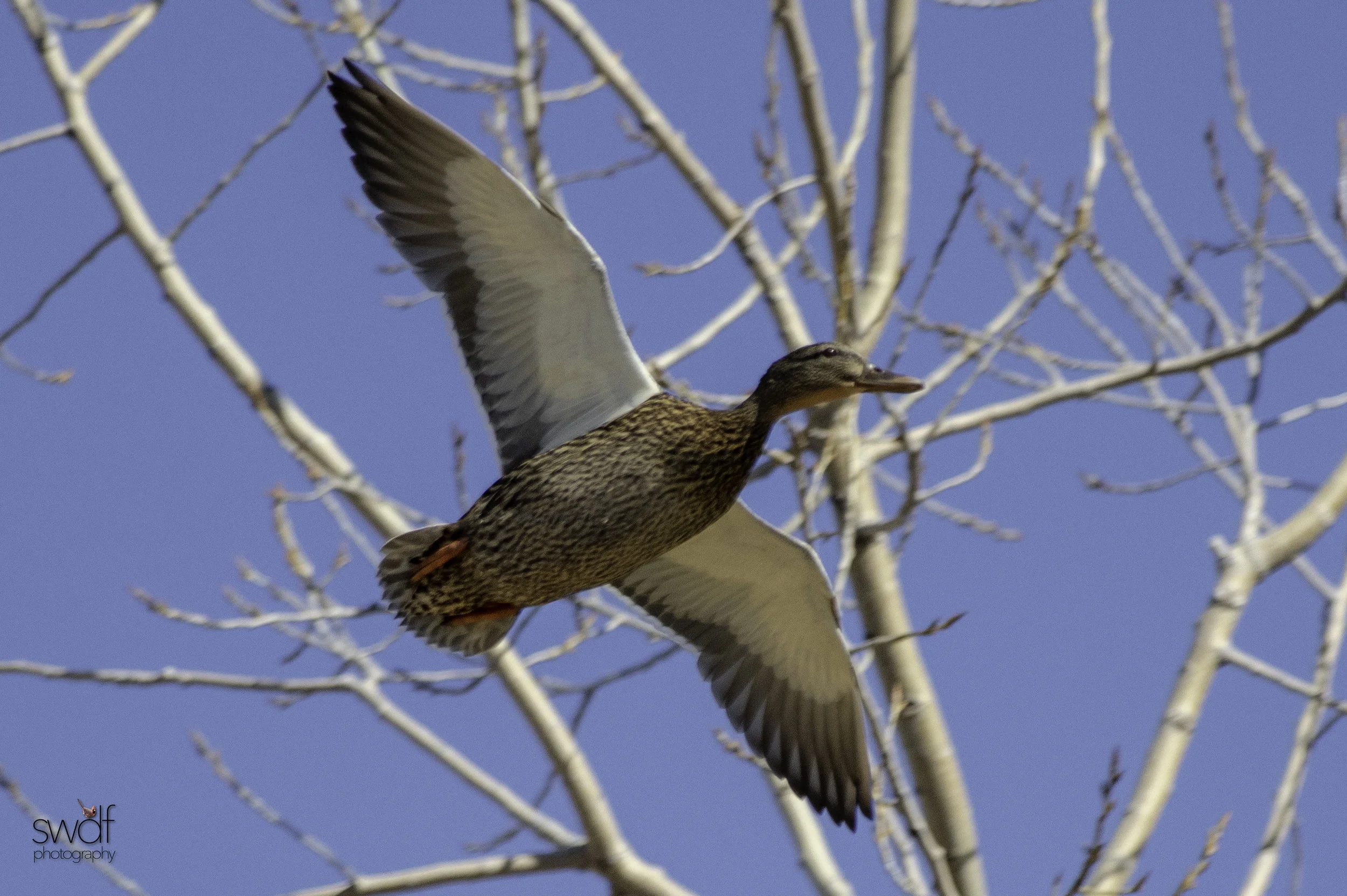 Flying Mallard2 - Cleveland Lakefront Nature Preserve.jpeg