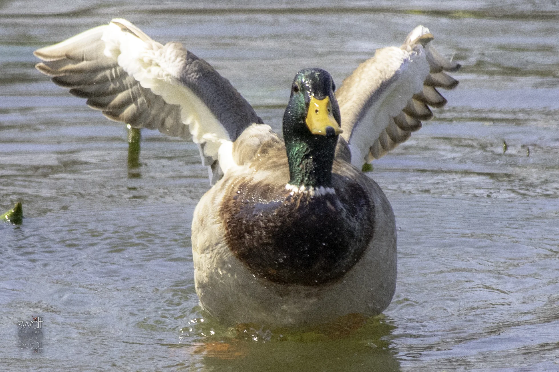 Mating Mallard Ducks3 - Sheldons Marsh.jpeg