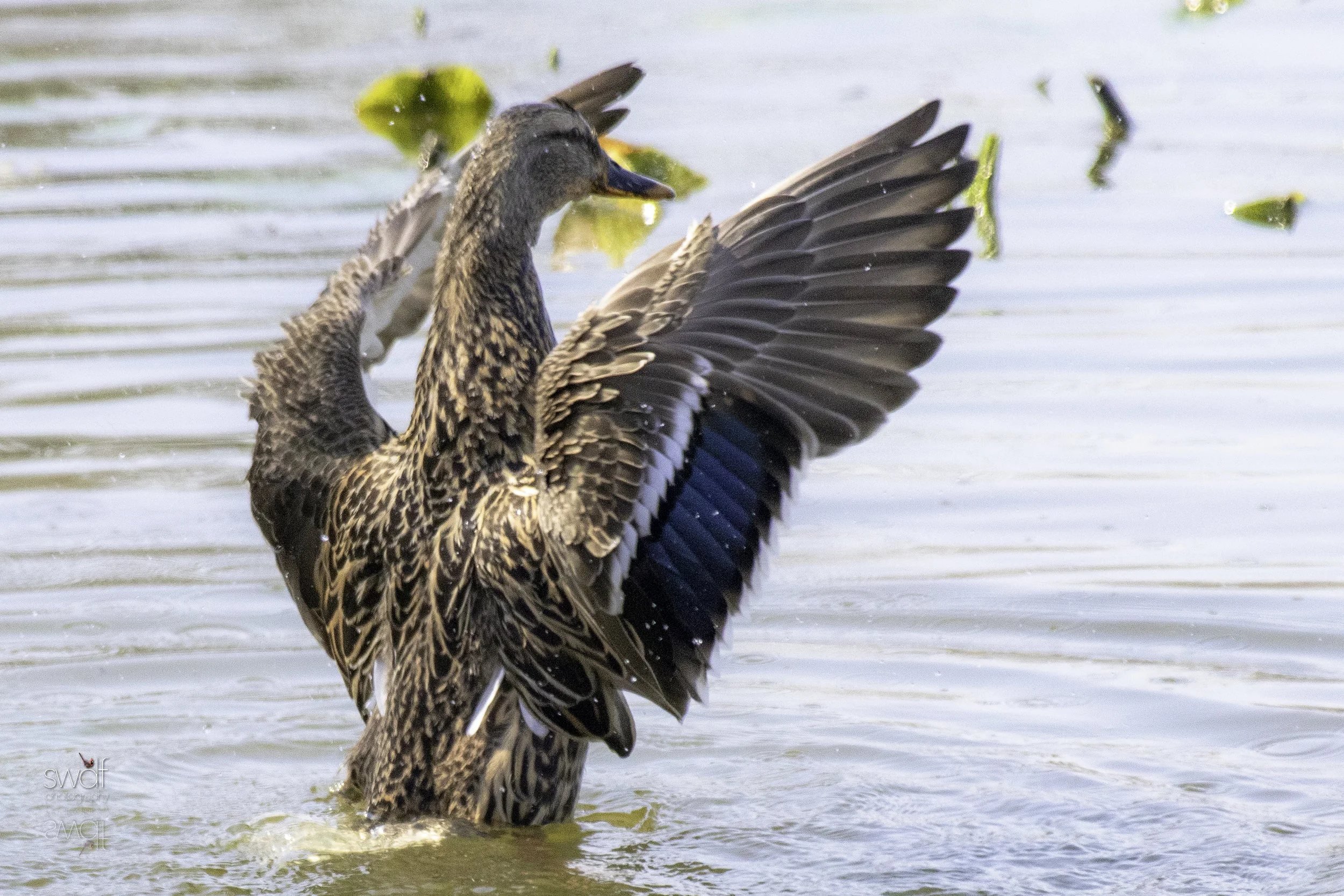 Mating Mallard Ducks4 - Sheldons Marsh.jpeg