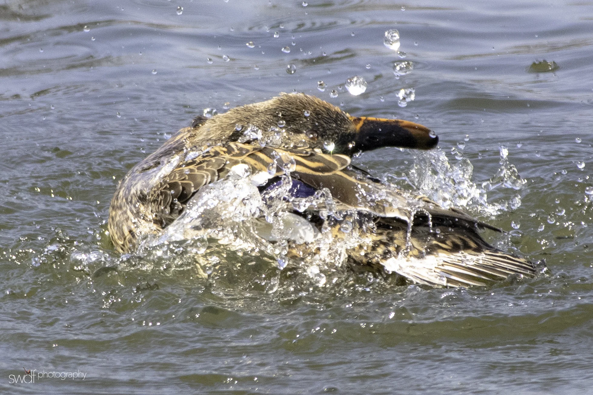 Mating Mallard Ducks5 - Sheldons Marsh.jpeg