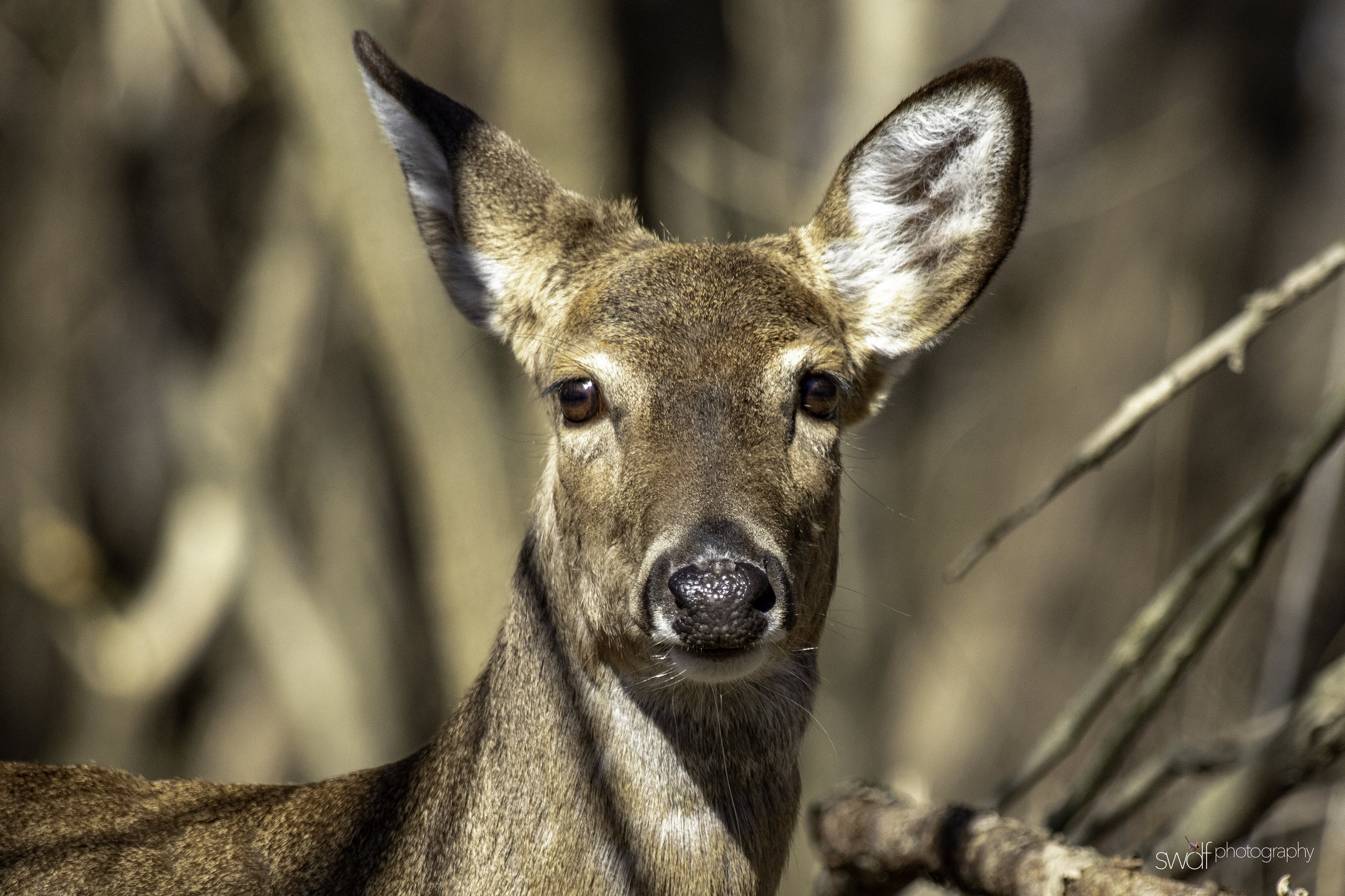 OH Deer2 - Cleveland Lakefront Nature Preserve.jpeg