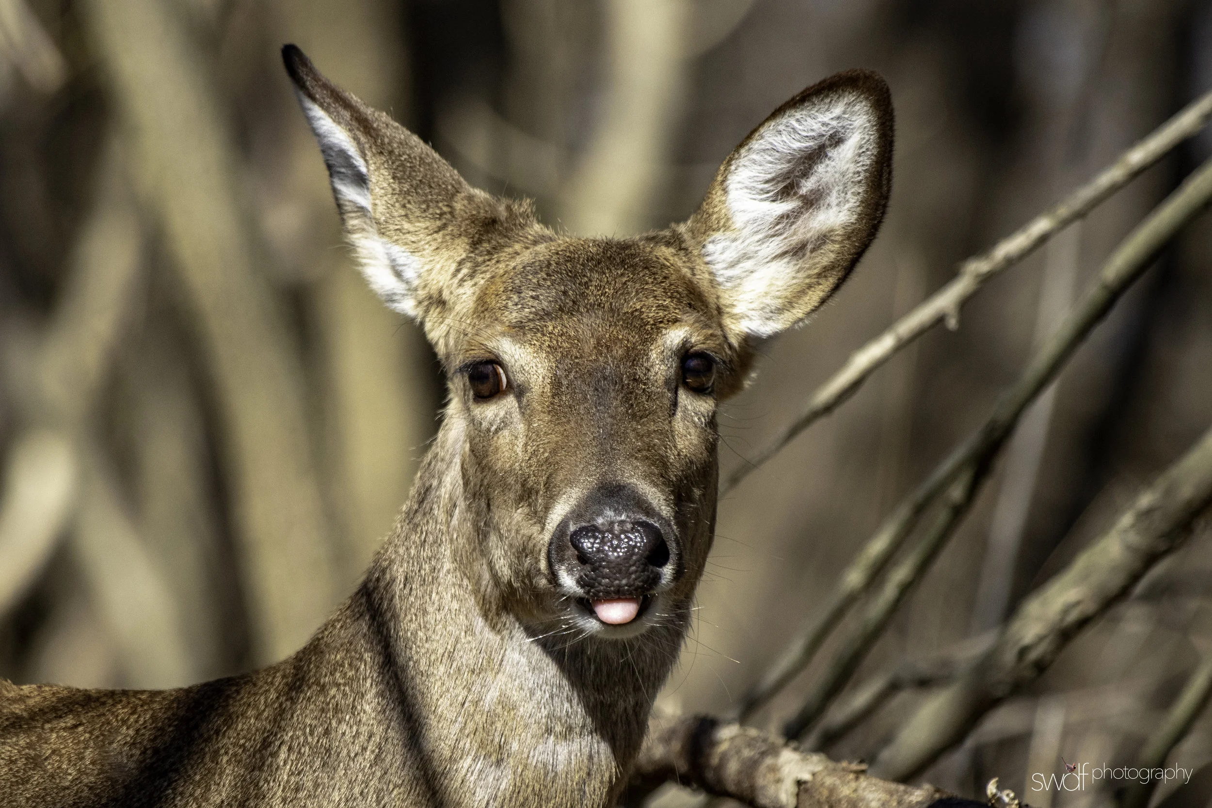 OH Deer - Cleveland Lakefront Nature Preserve.jpeg