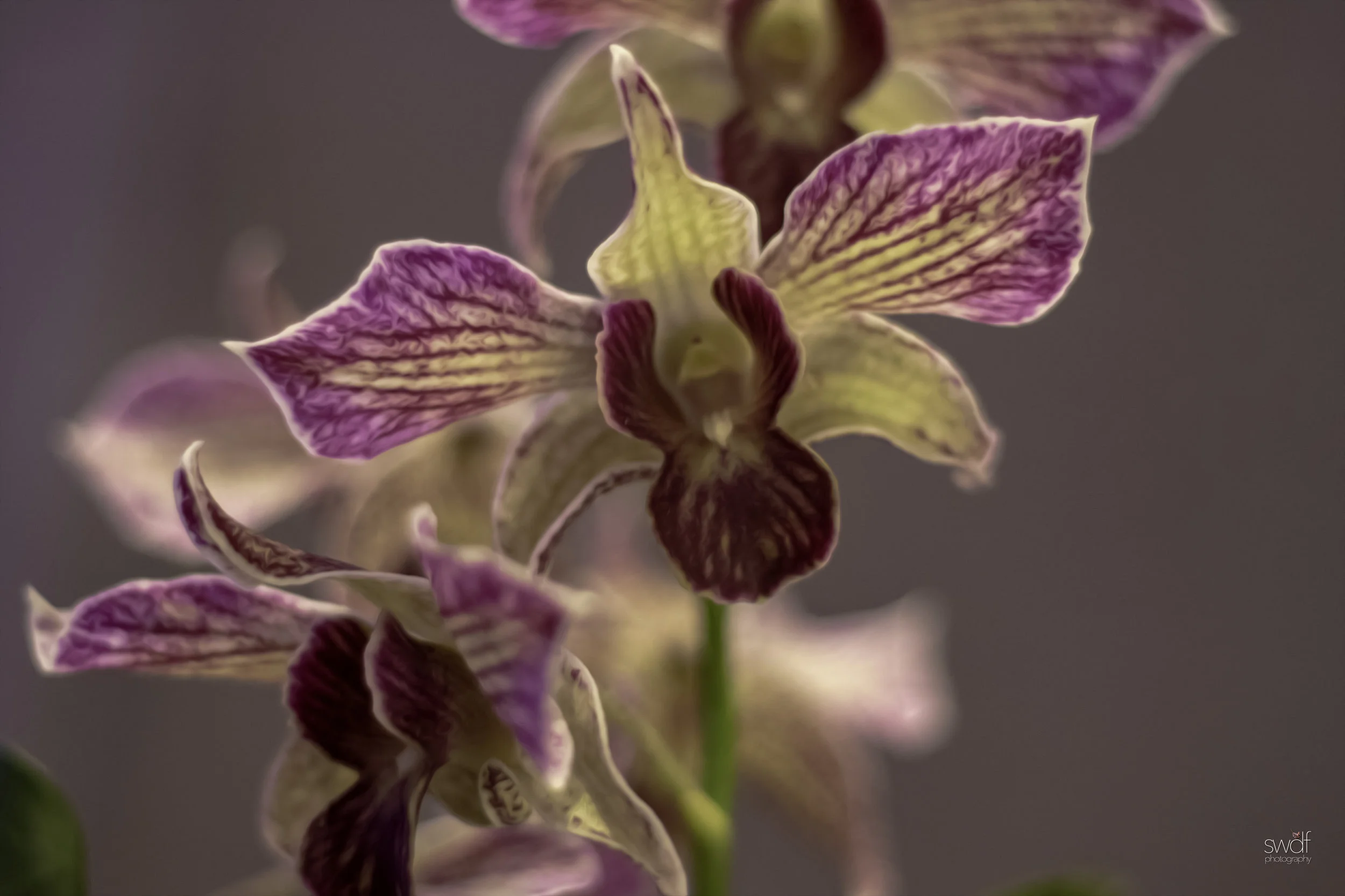 Orchids16.jpg