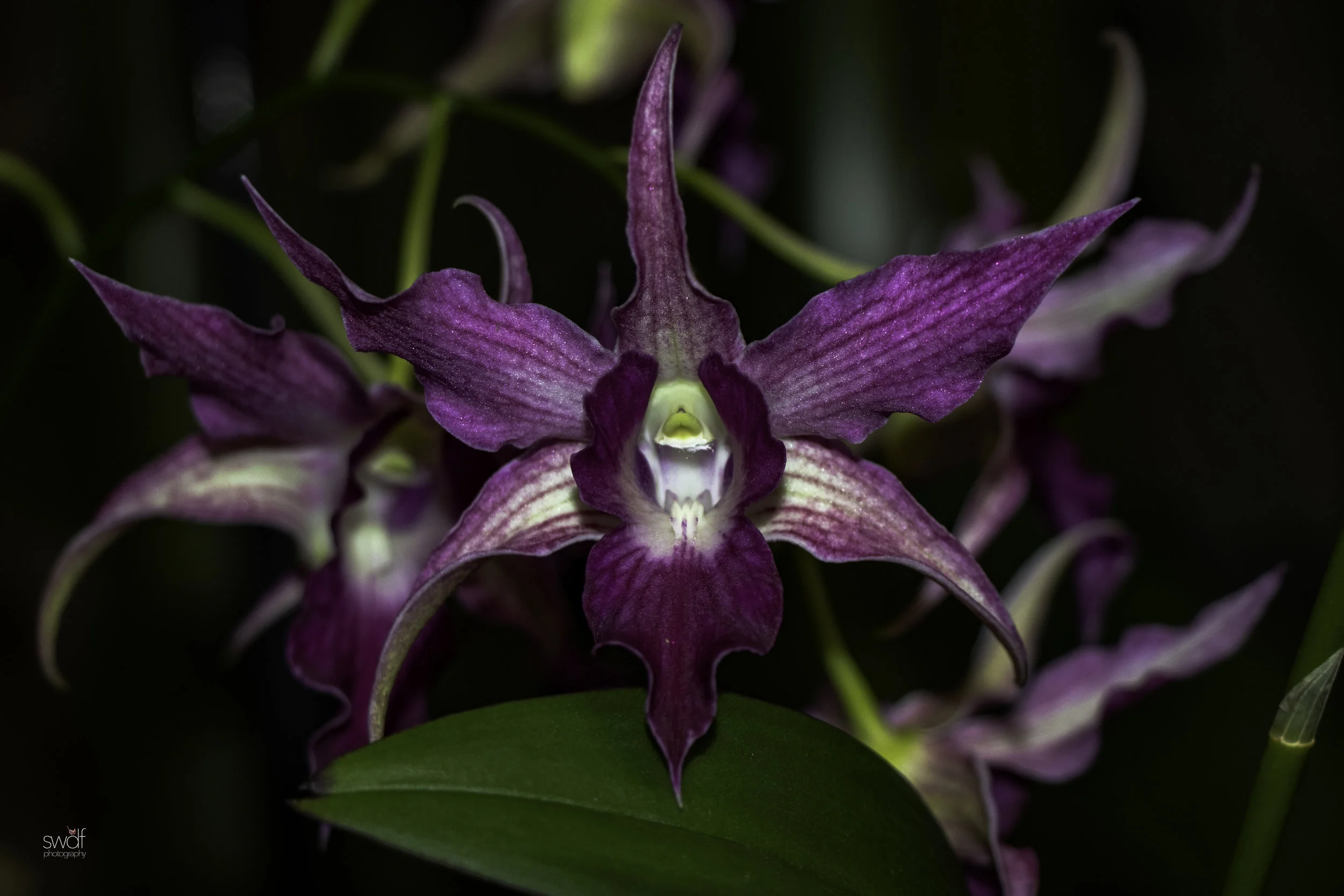 Orchids50.jpg