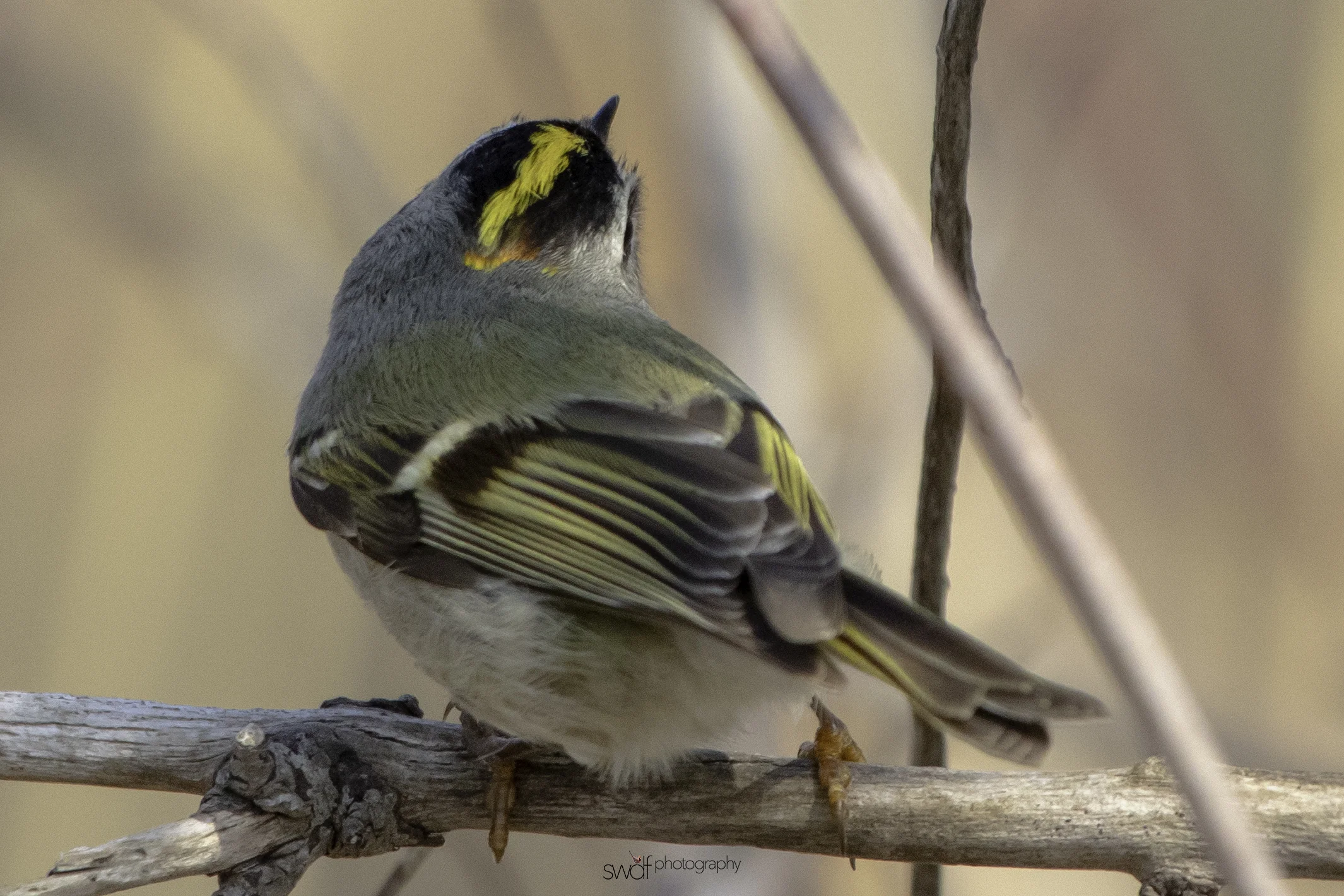 Golden Crowned Kinglet6 - Sheldons Marsh.jpeg