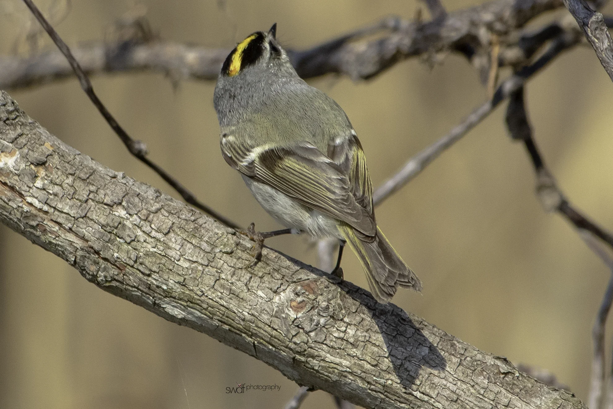 Golden Crowned Kinglet7 - Sheldons Marsh.jpeg