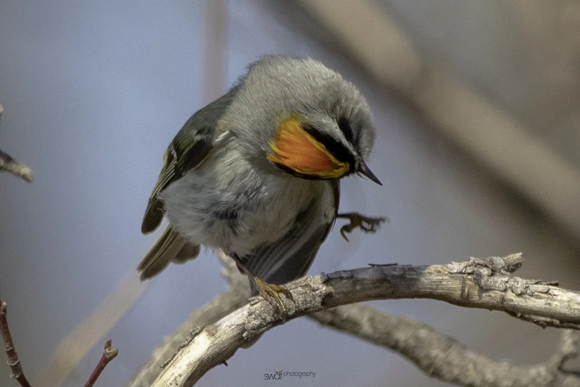 Golden Crowned Kinglet10 - Sheldons Marsh.jpeg
