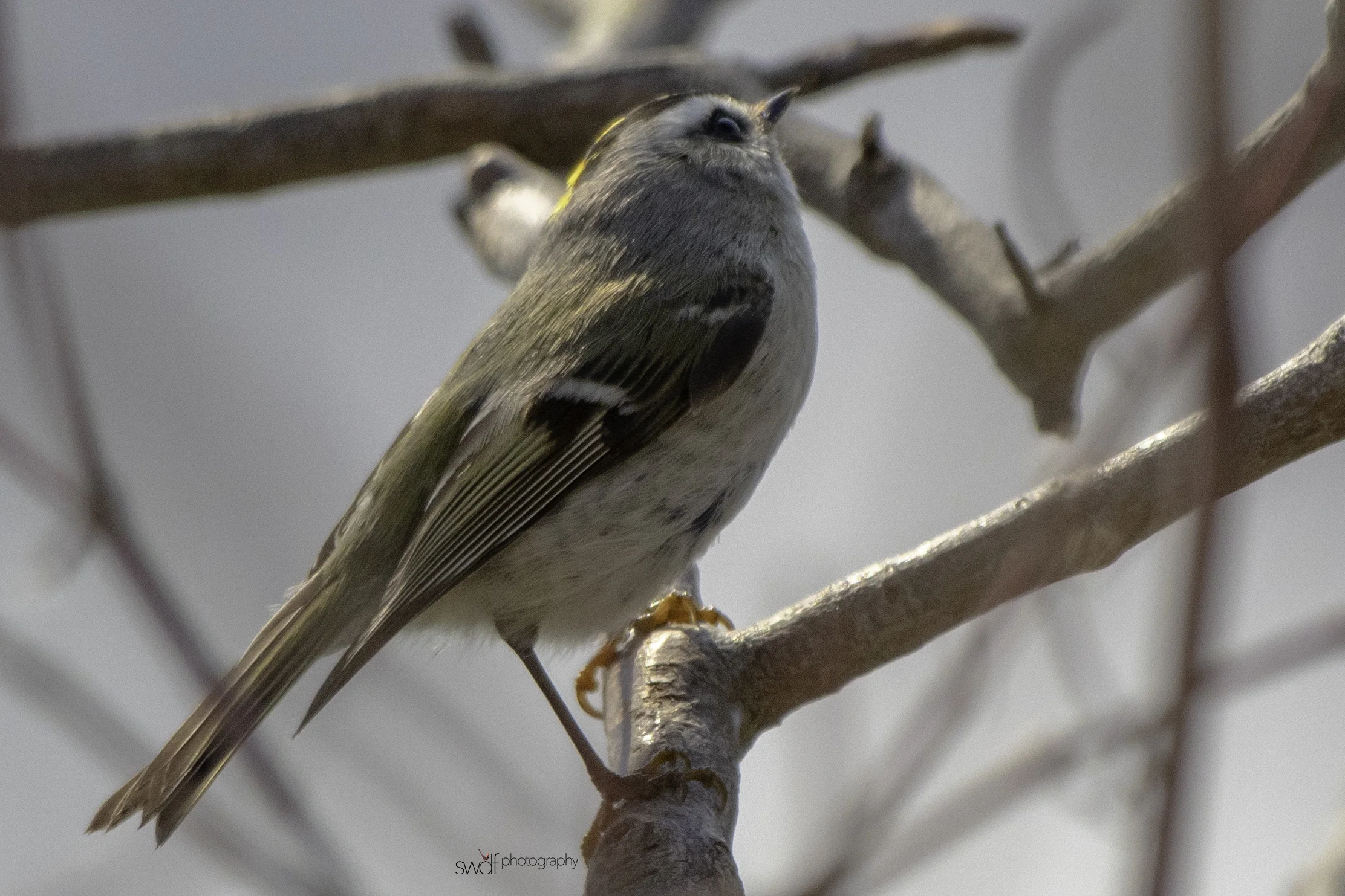 Golden Crowned Kinglet2 - Sheldons Marsh.jpeg