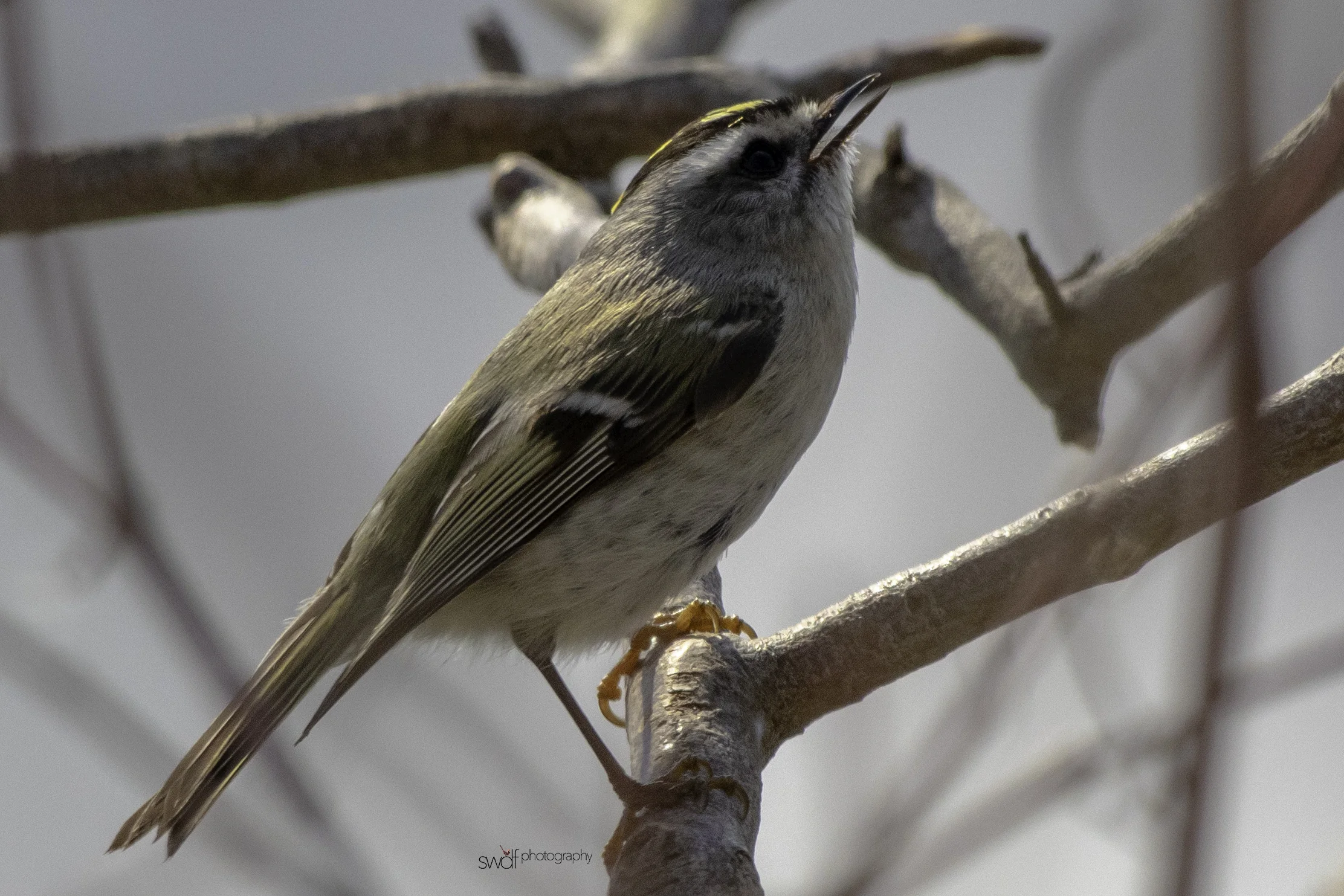 Golden Crowned Kinglet3 - Sheldons Marsh.jpeg
